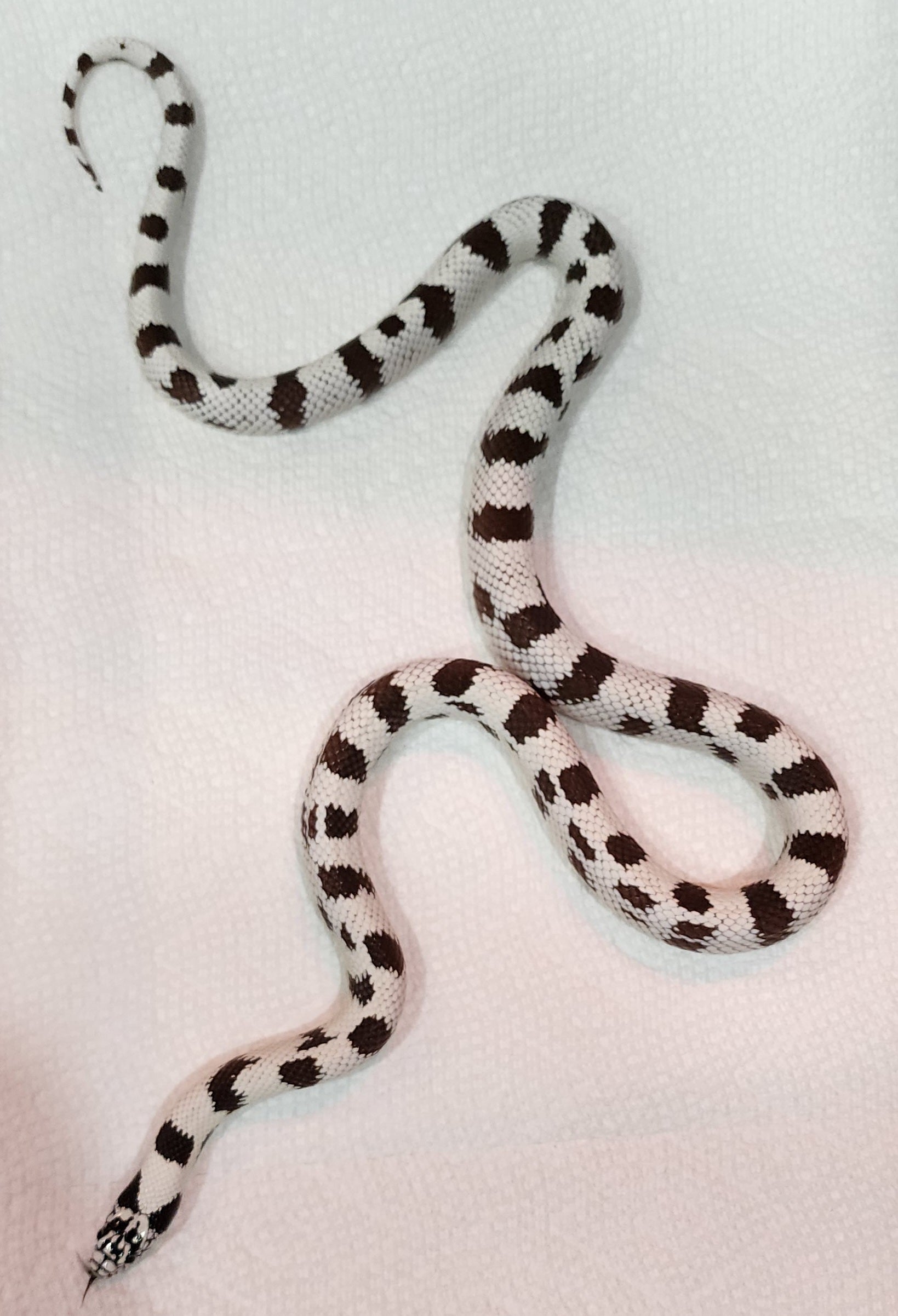 1.1 California Kingsnake Pair