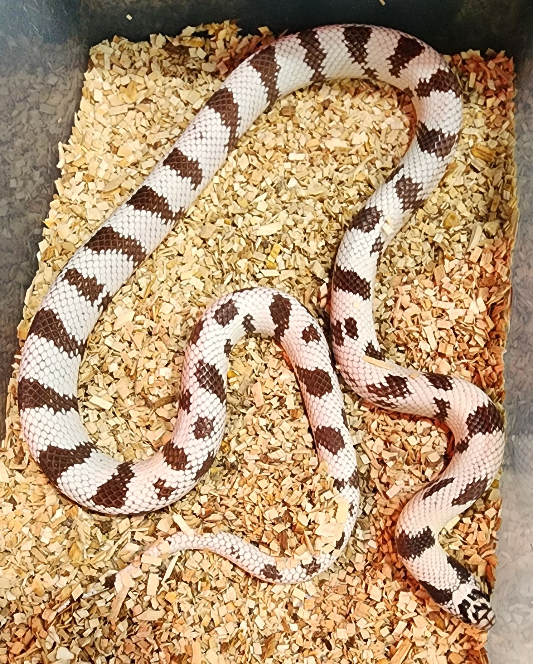 1.1 California Kingsnake Pair
