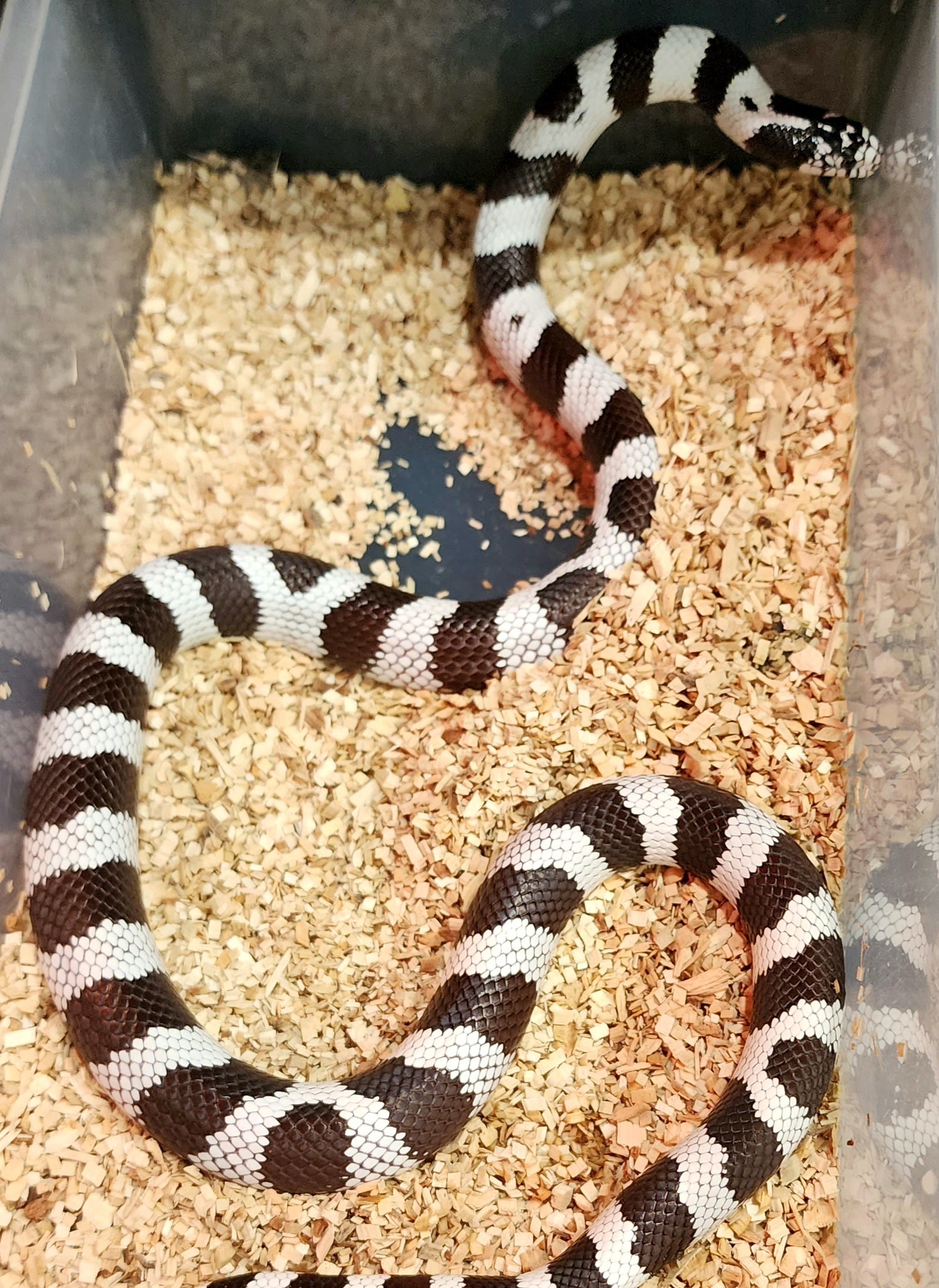 Female Black & White California Kingsnake