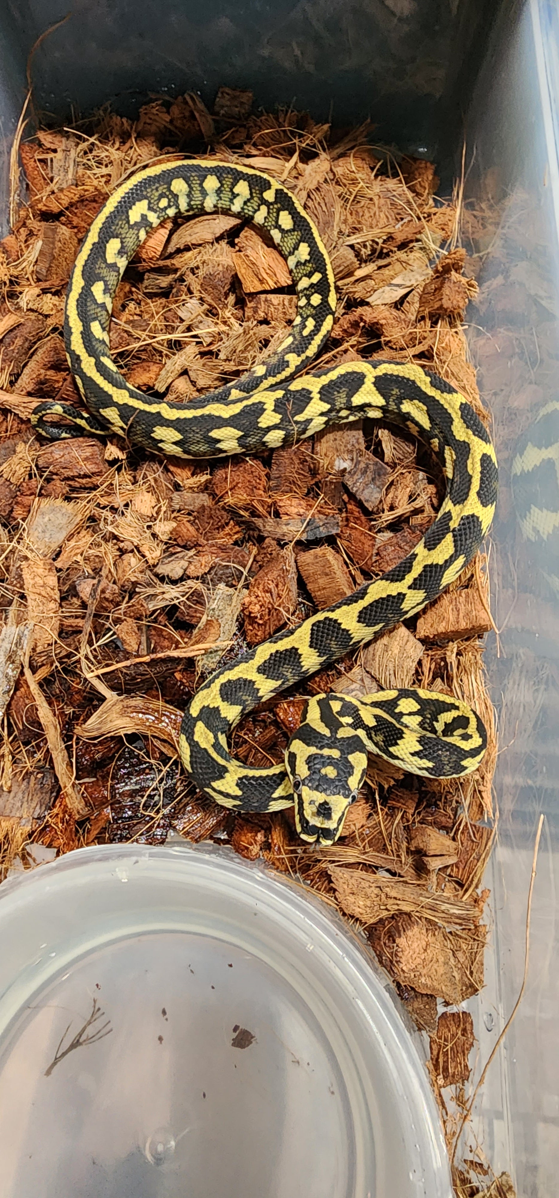 2022 Female Pure Jungle Carpet Python