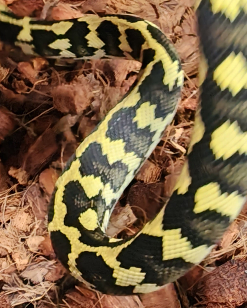 2022 Female Pure Jungle Carpet Python