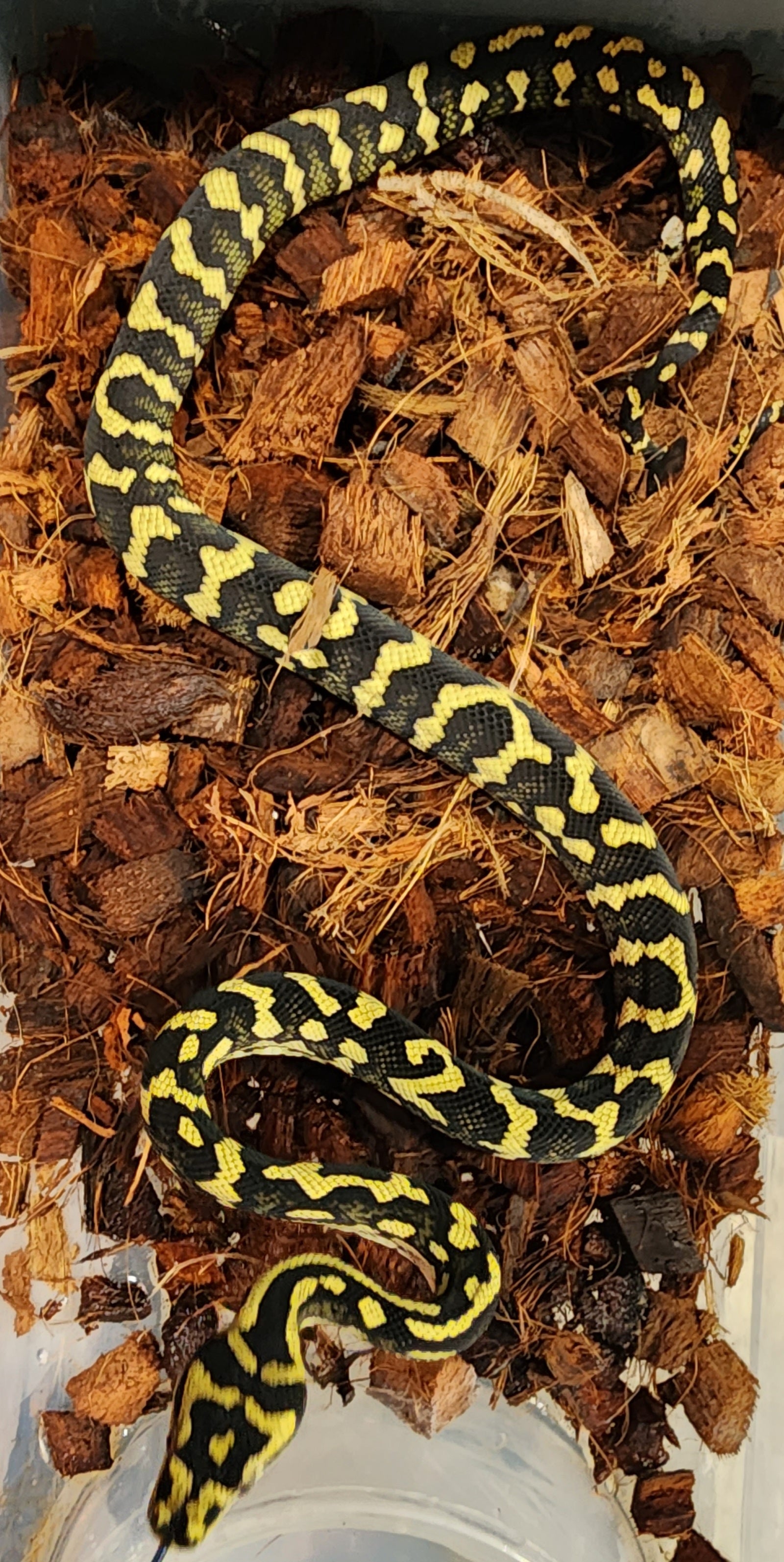 2022 Female jungle Carpet Python