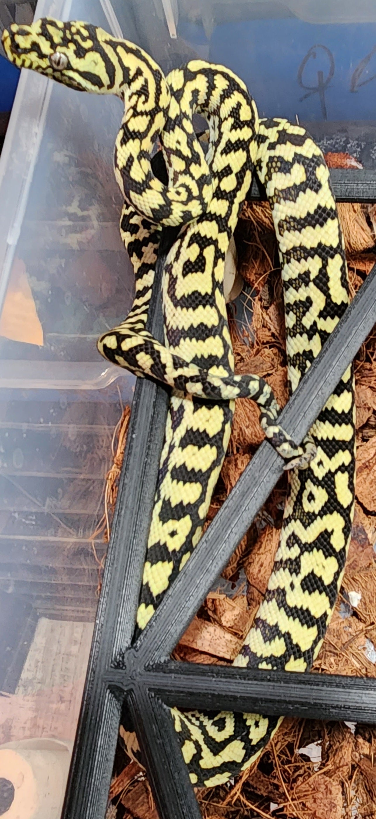 Female Zebra Jungle Carpet Python