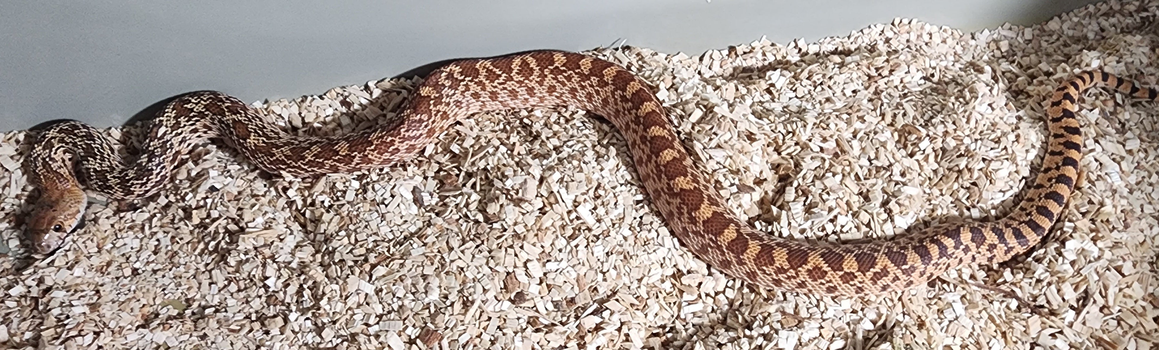 Female Multi Het Bullsnake