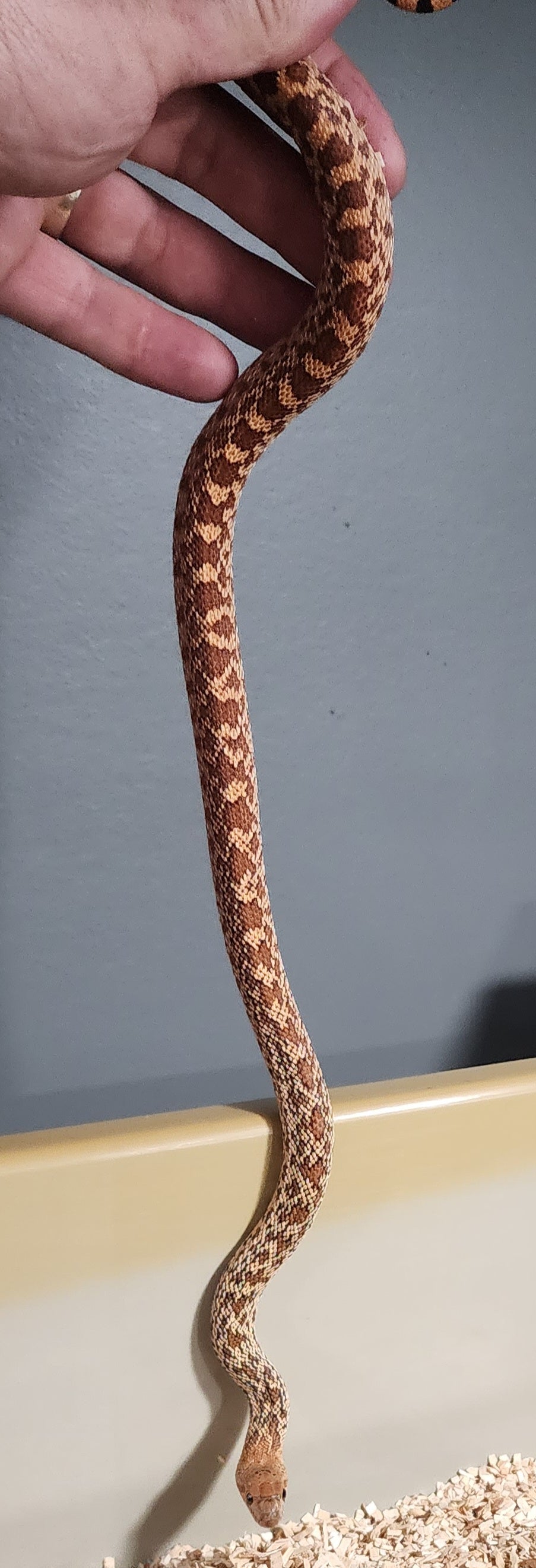 Female Multi Het Bullsnake