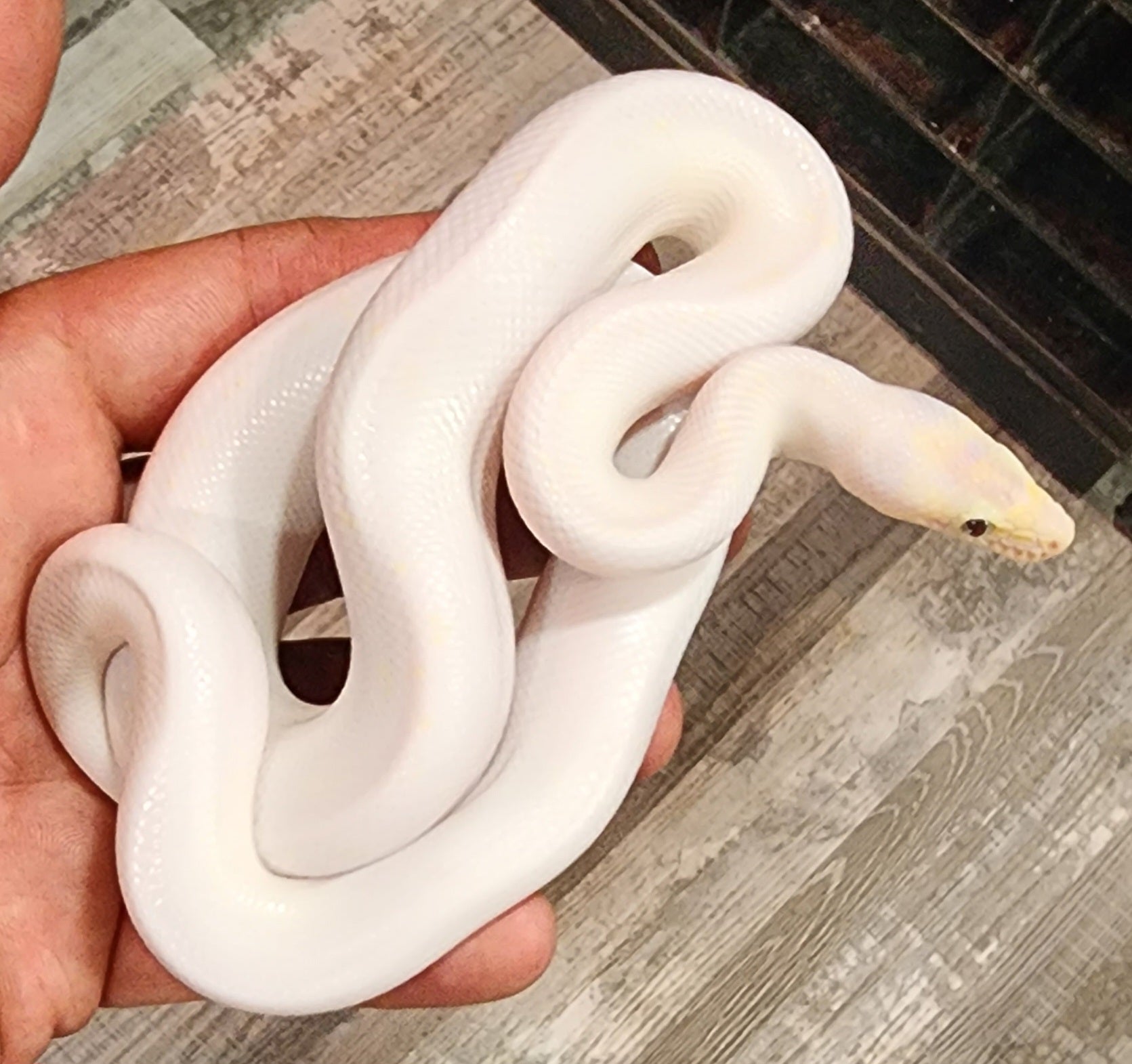 Female Lucy Rainbow Boa