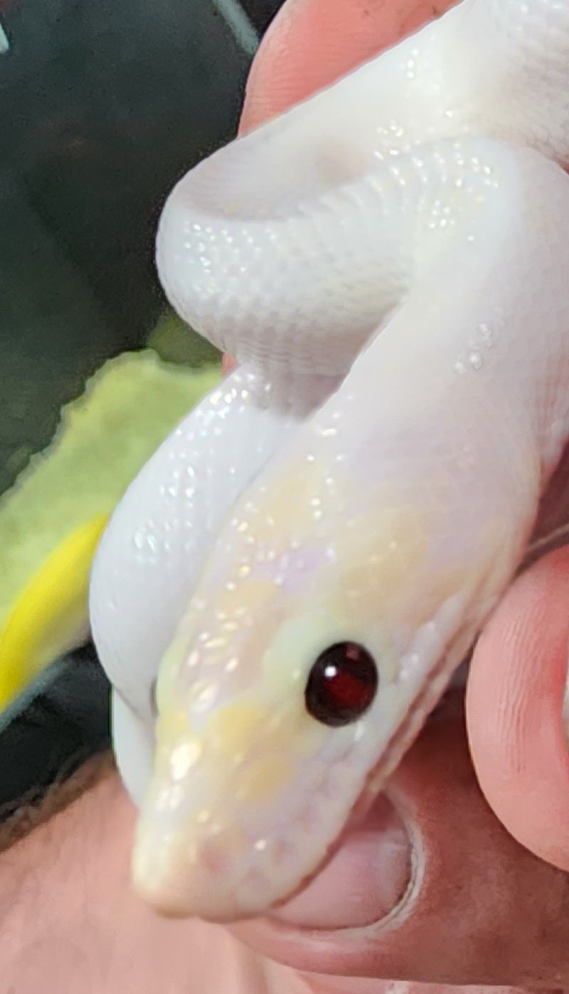 Female Lucy Rainbow Boa