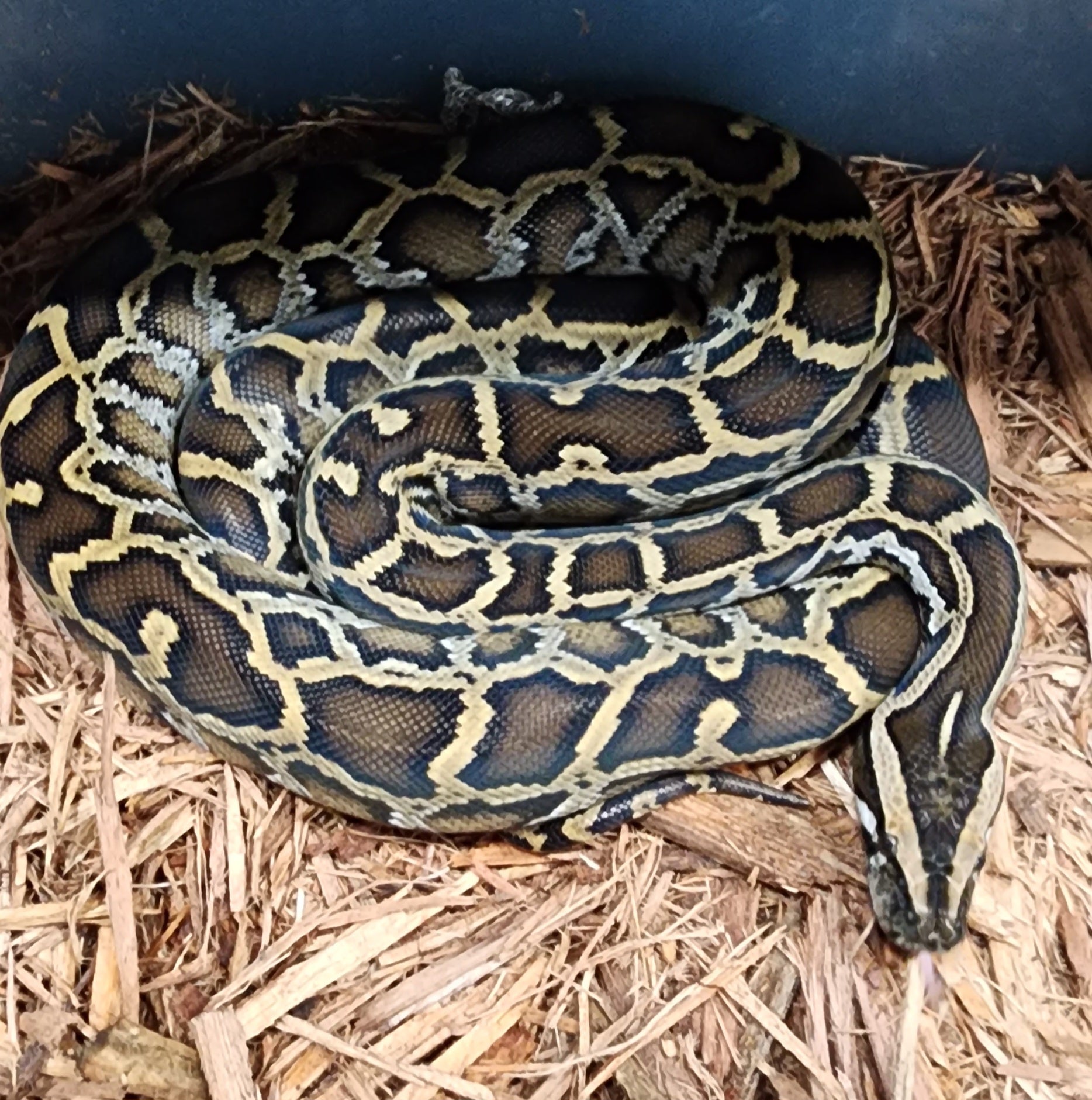 1.1 Tripple het Albino labyrinth pied Burmese pythons