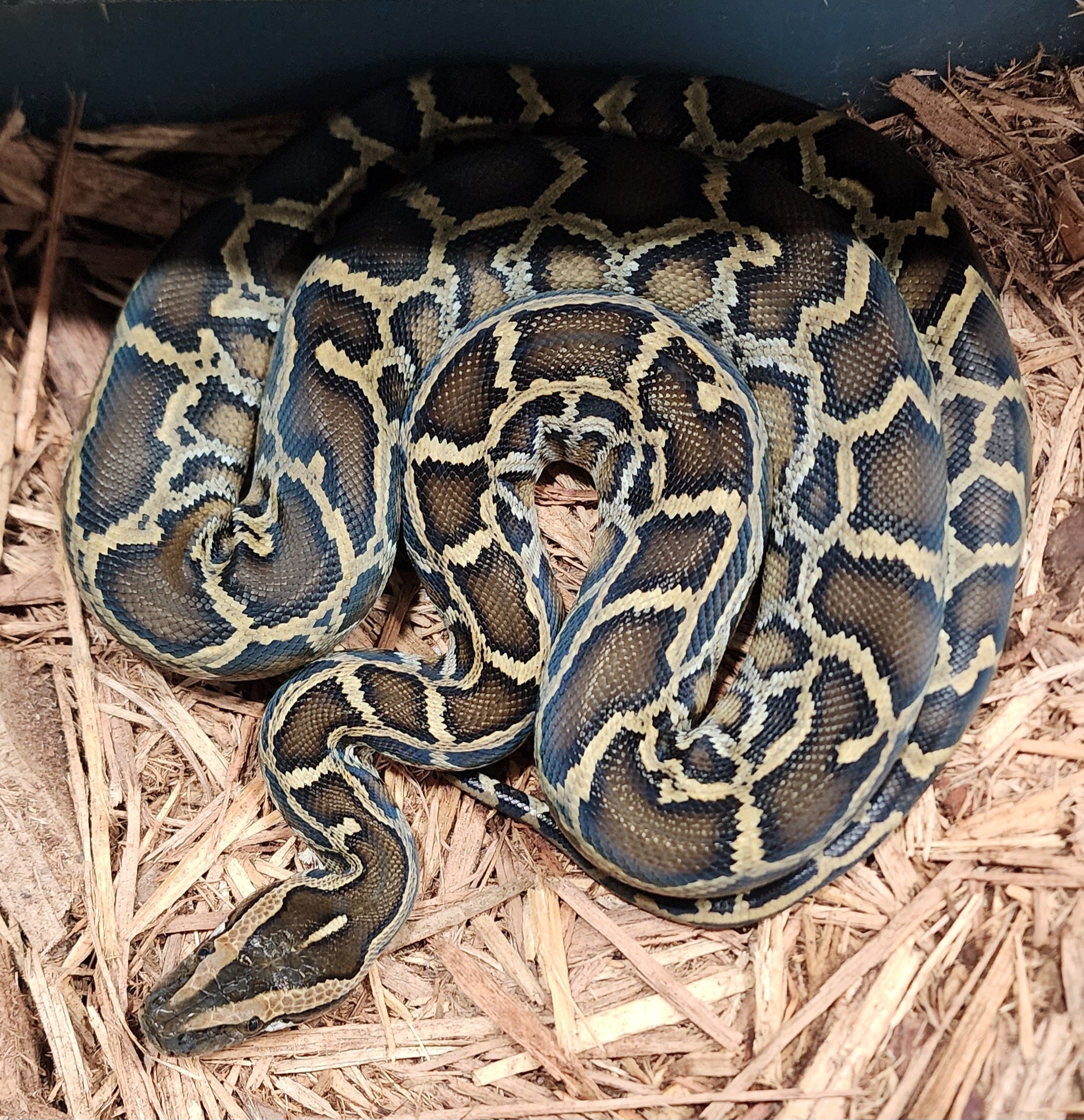 1.1 Tripple het Albino labyrinth pied Burmese pythons