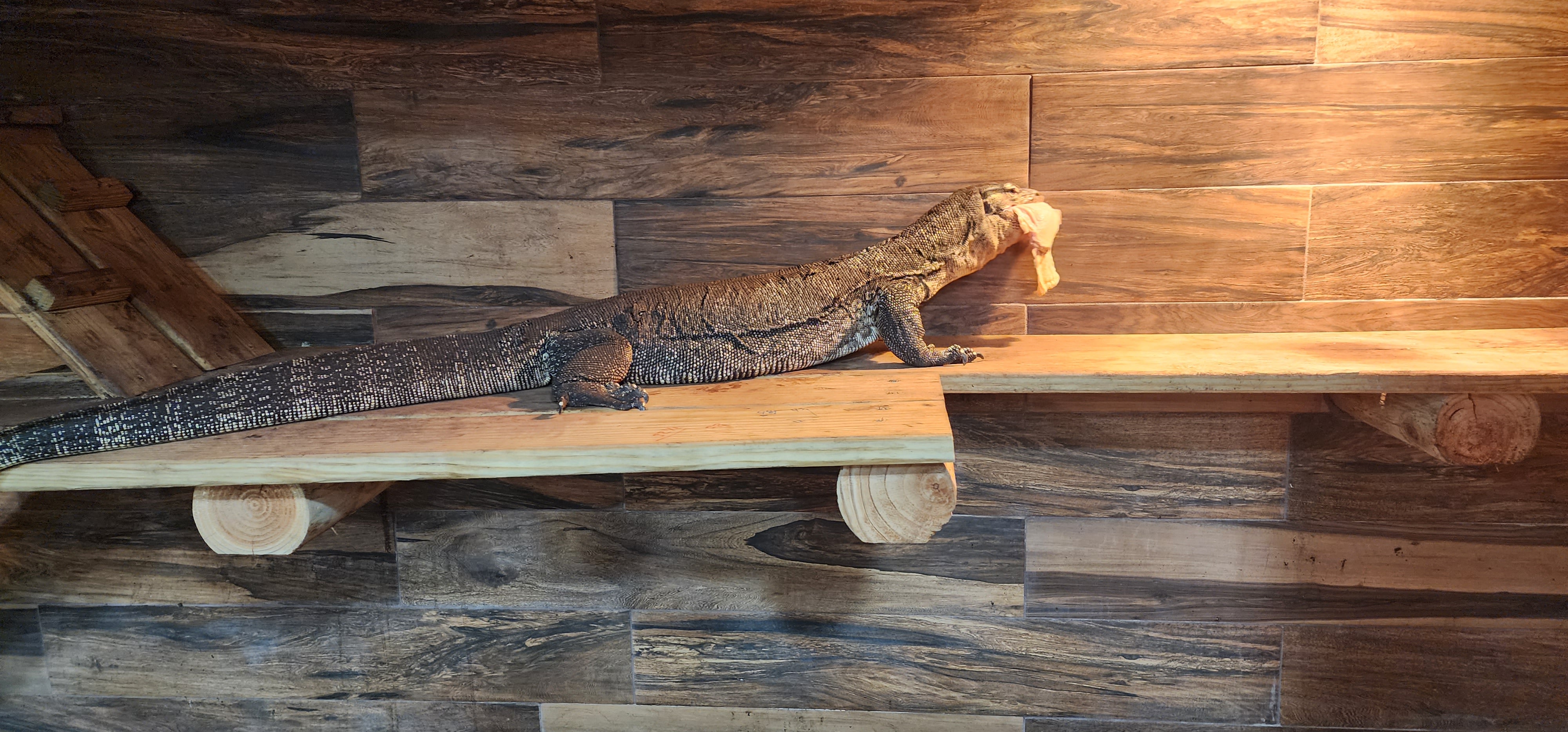 Adult Male Het Black Dragon Water Monitor