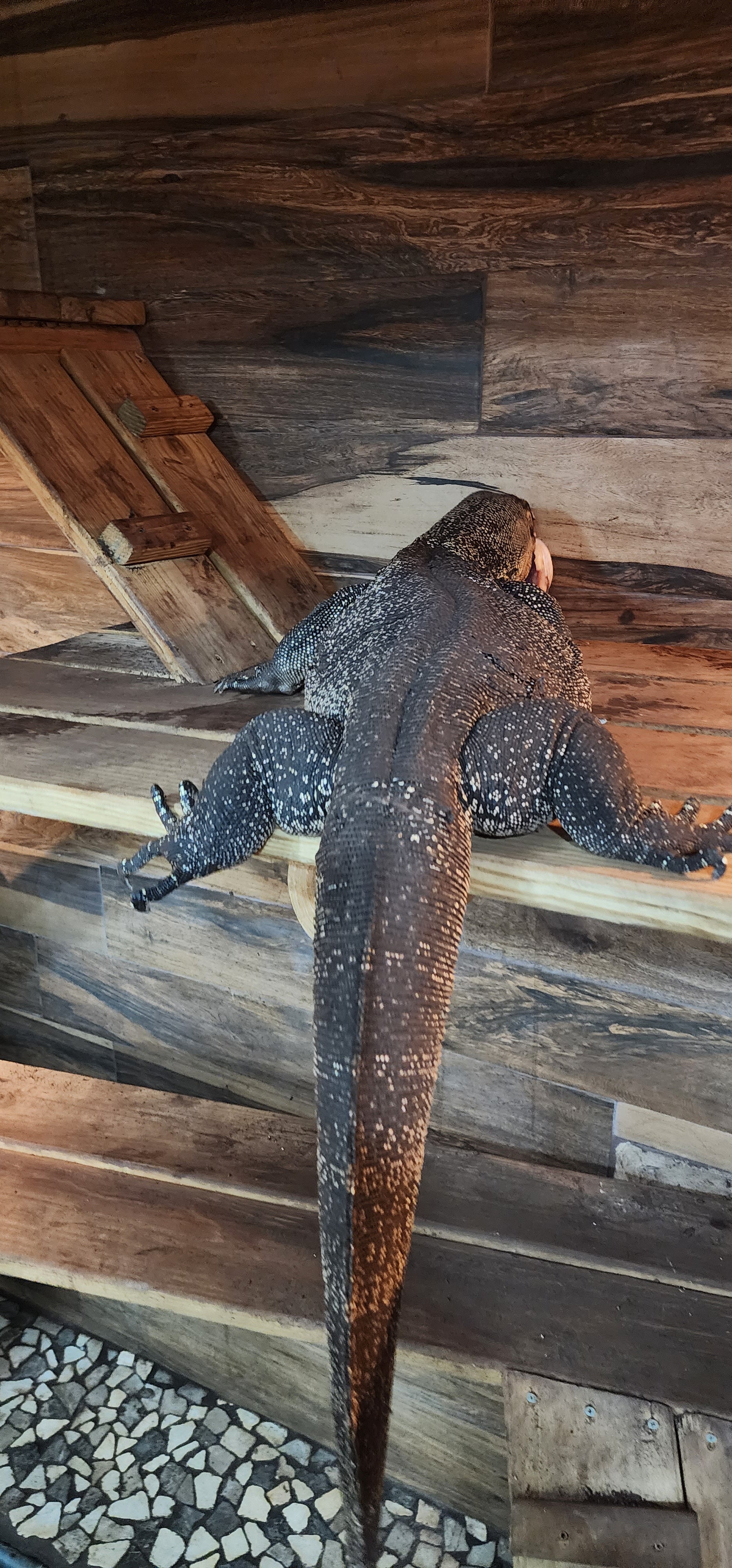 Adult Male Het Black Dragon Water Monitor