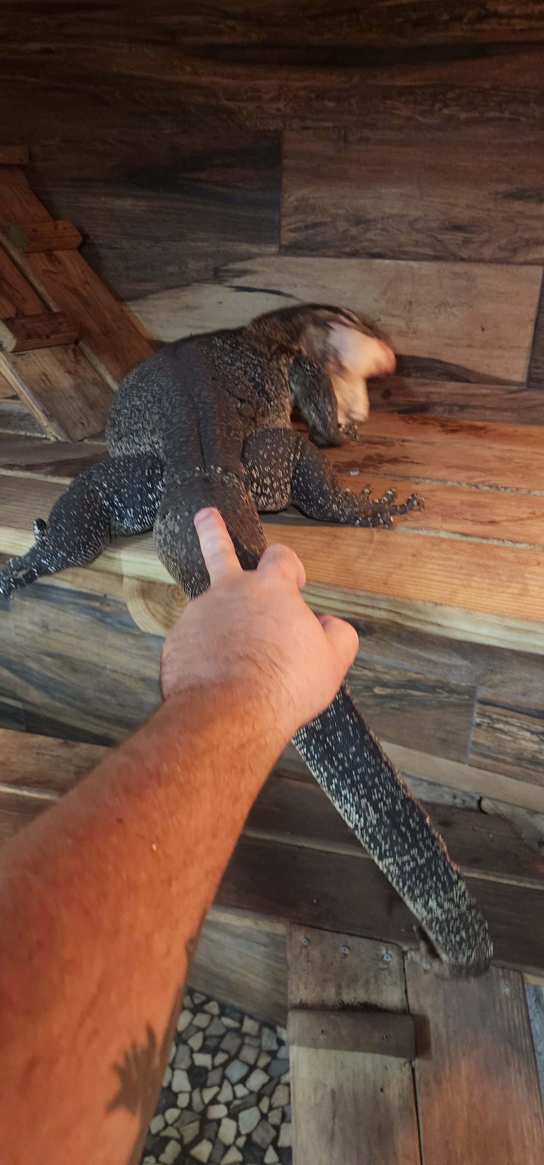 Adult Male Het Black Dragon Water Monitor