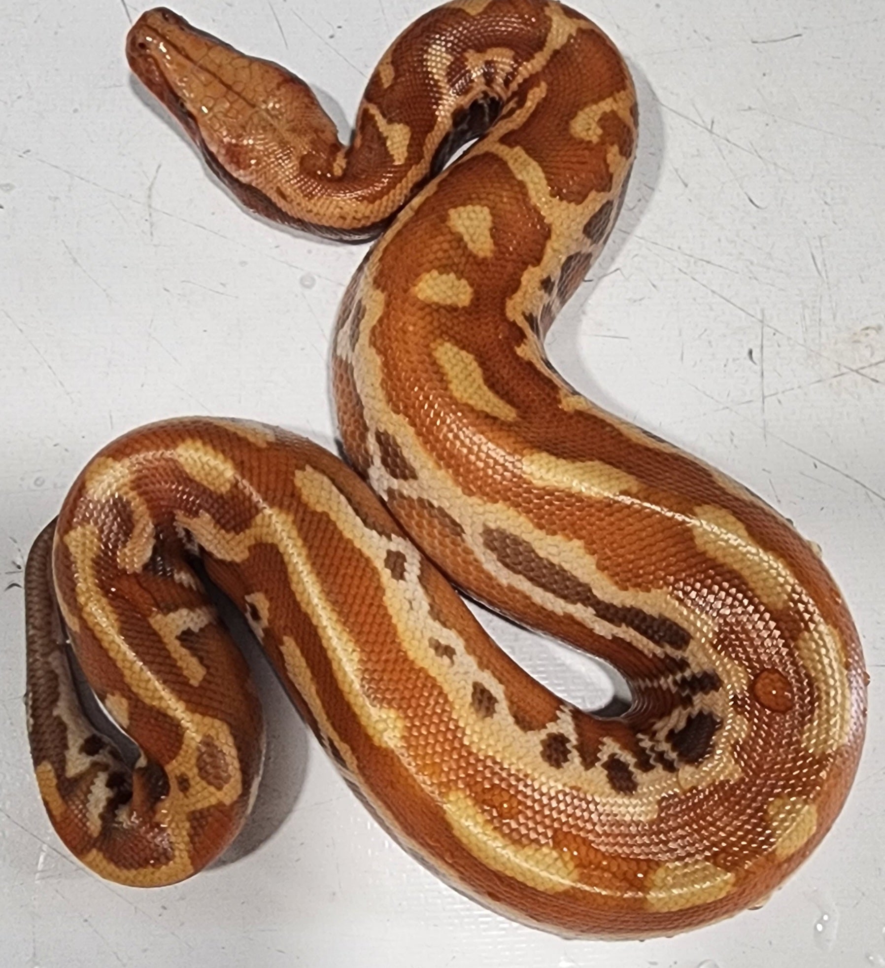 2022 male T+ Albino blood python