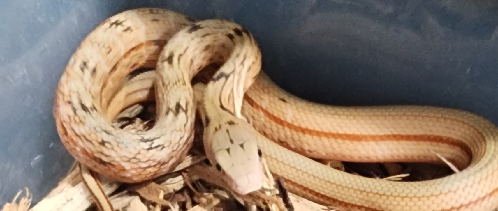 2023 King Ratsnakes