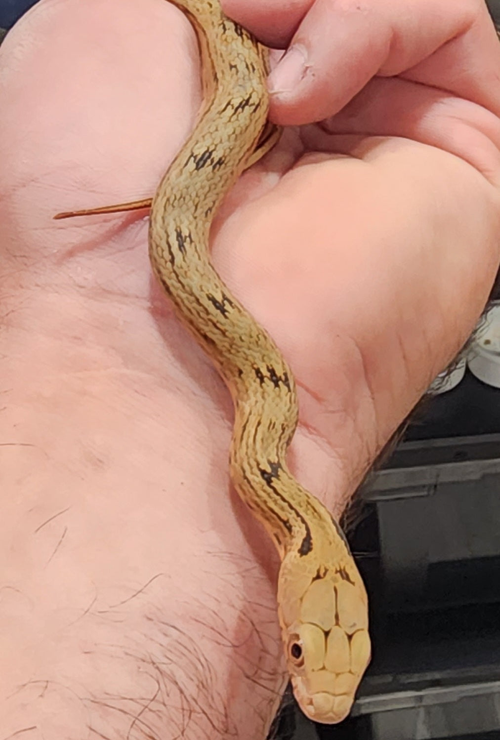 2023 King Ratsnakes