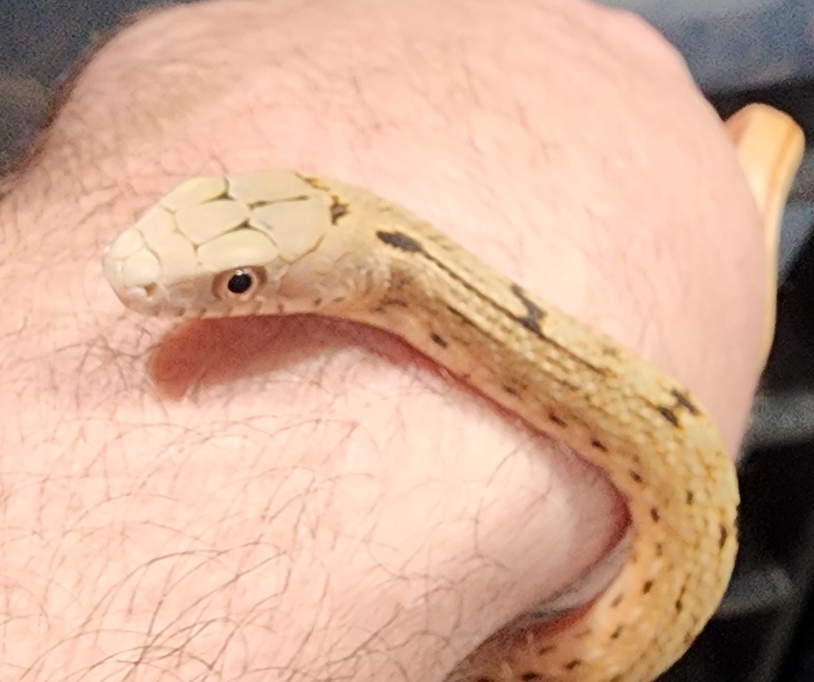 2023 King Ratsnakes