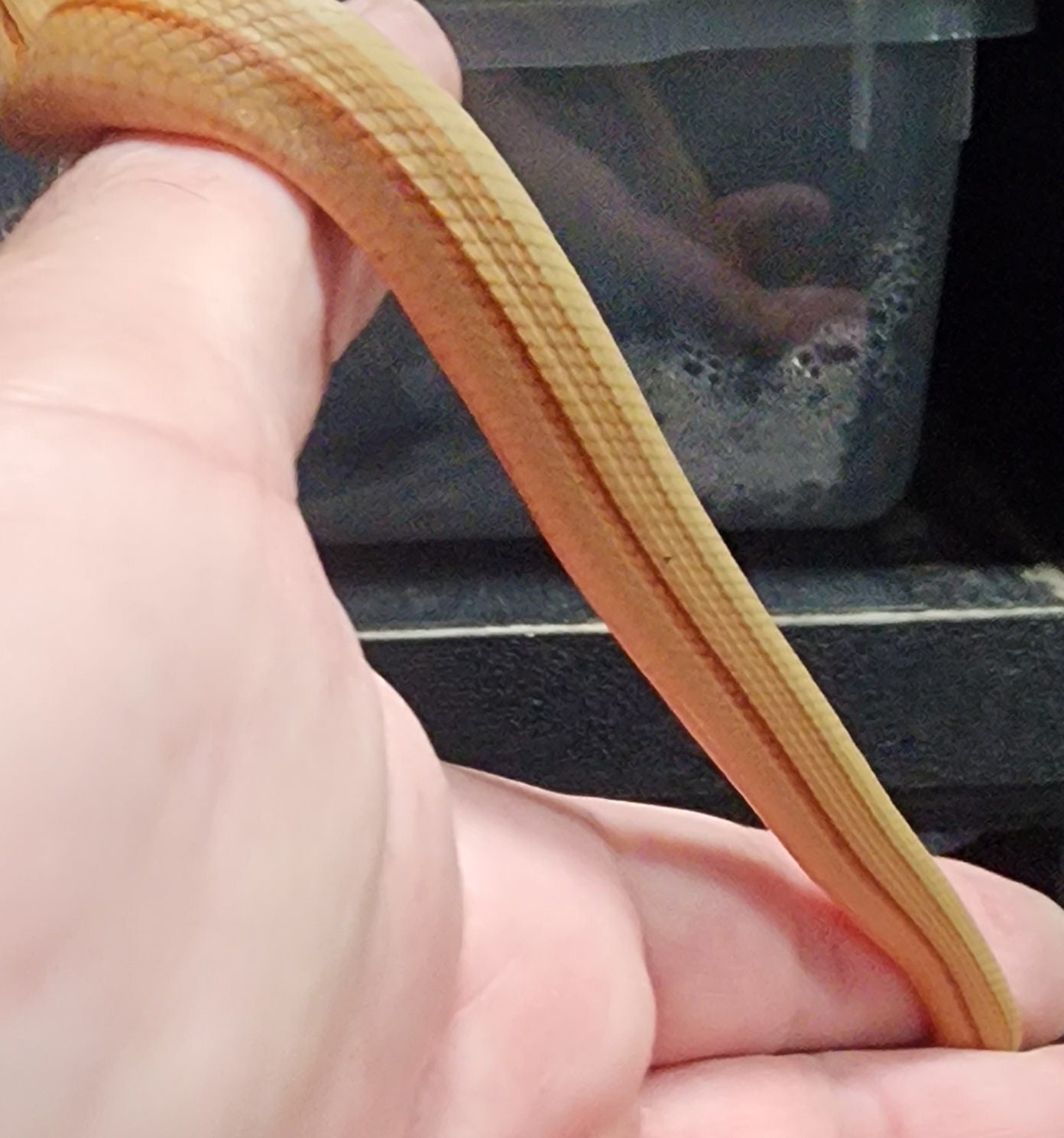 2023 King Ratsnakes
