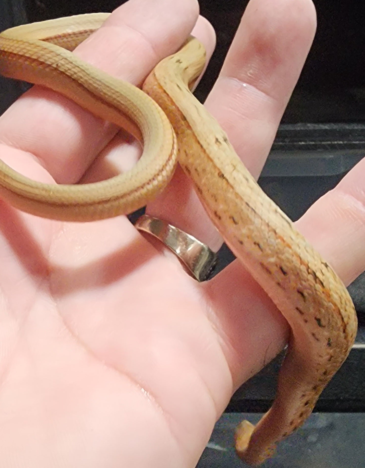 2023 King Ratsnakes