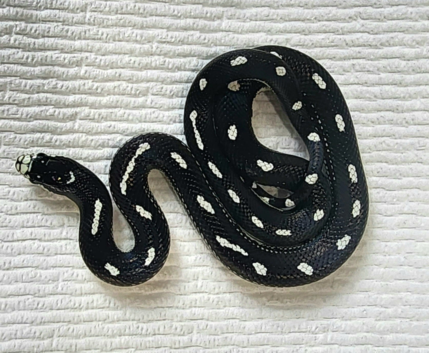 2023 Female California Kingsnake