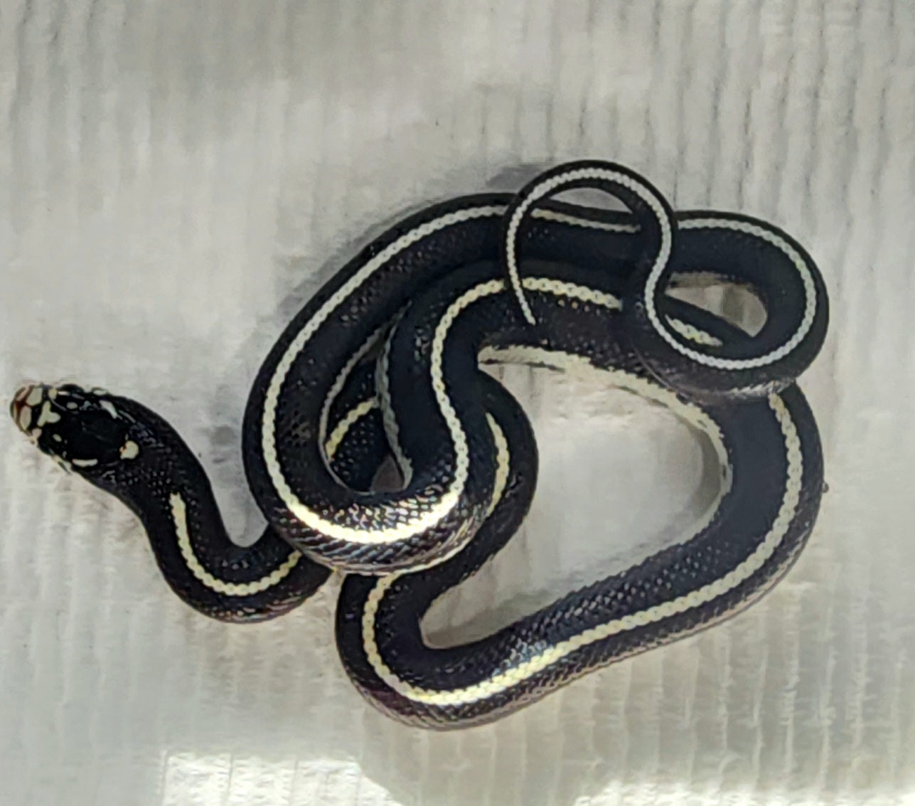2023 Male California Kingsnake