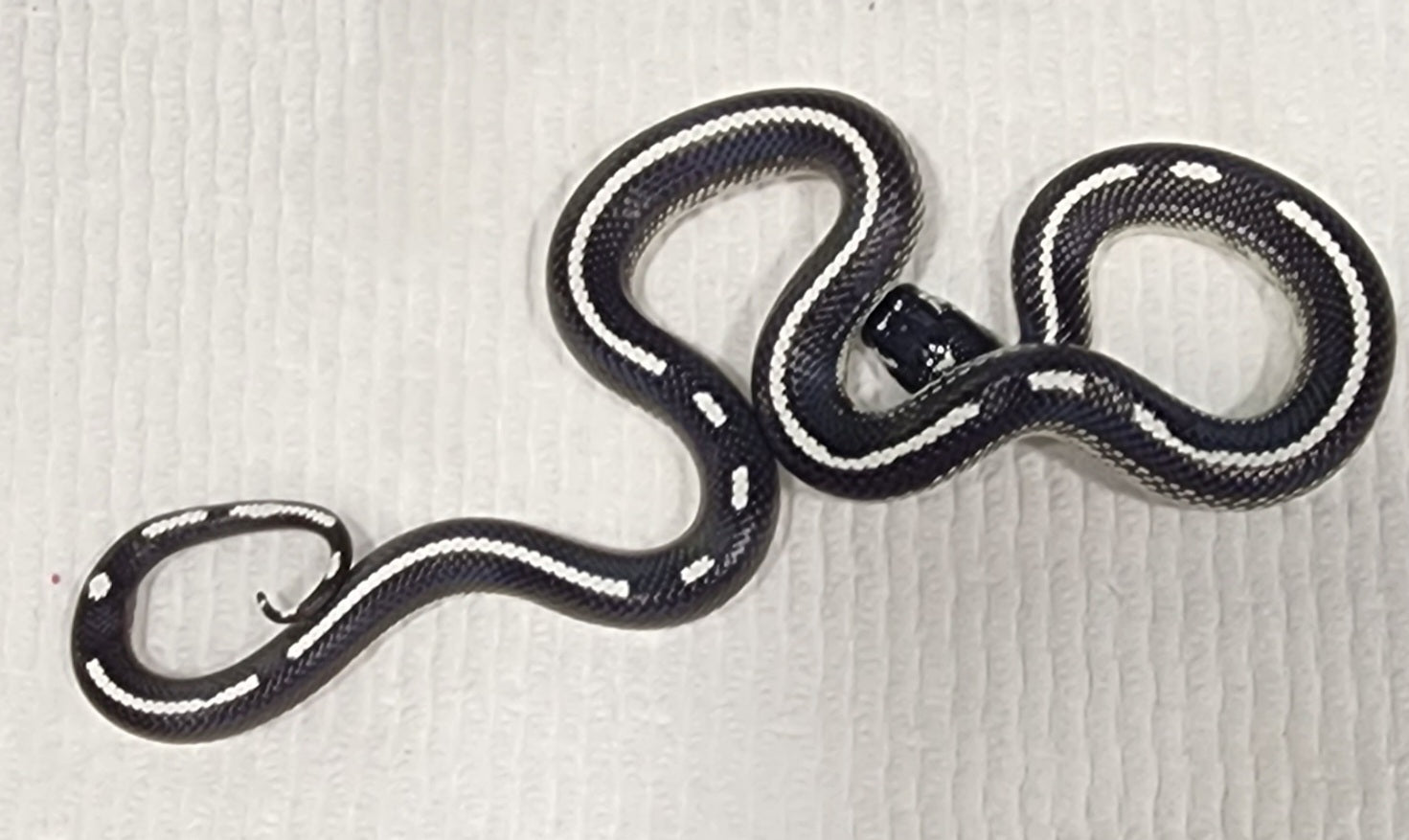 2023 Female California Kingsnake