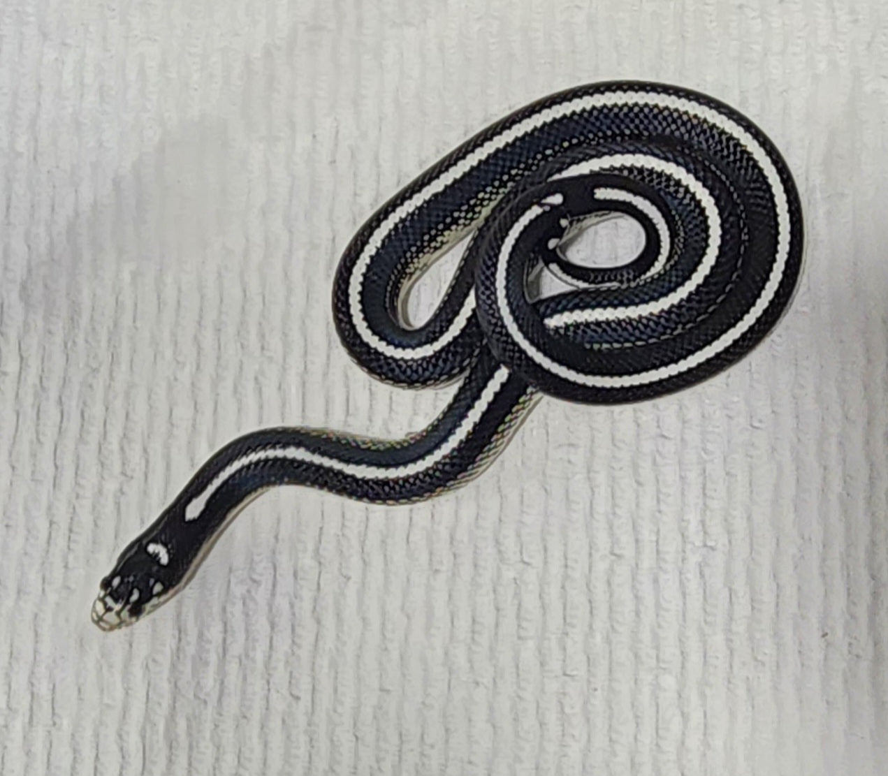 2023 Female California Kingsnake