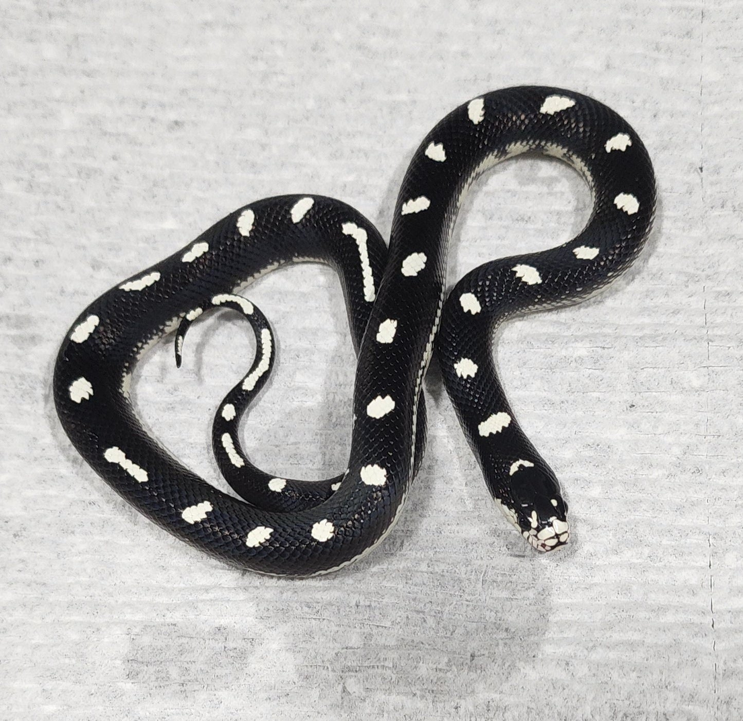 Copy of 2023 Male California Kingsnake