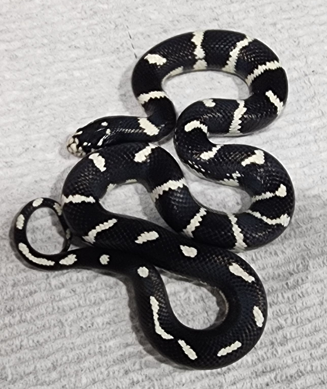 2023 Female California Kingsnake