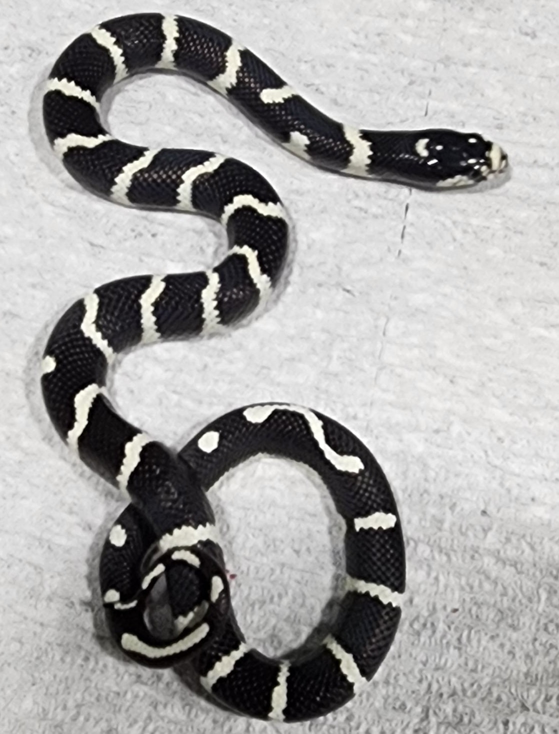 2023 Male California Kingsnake