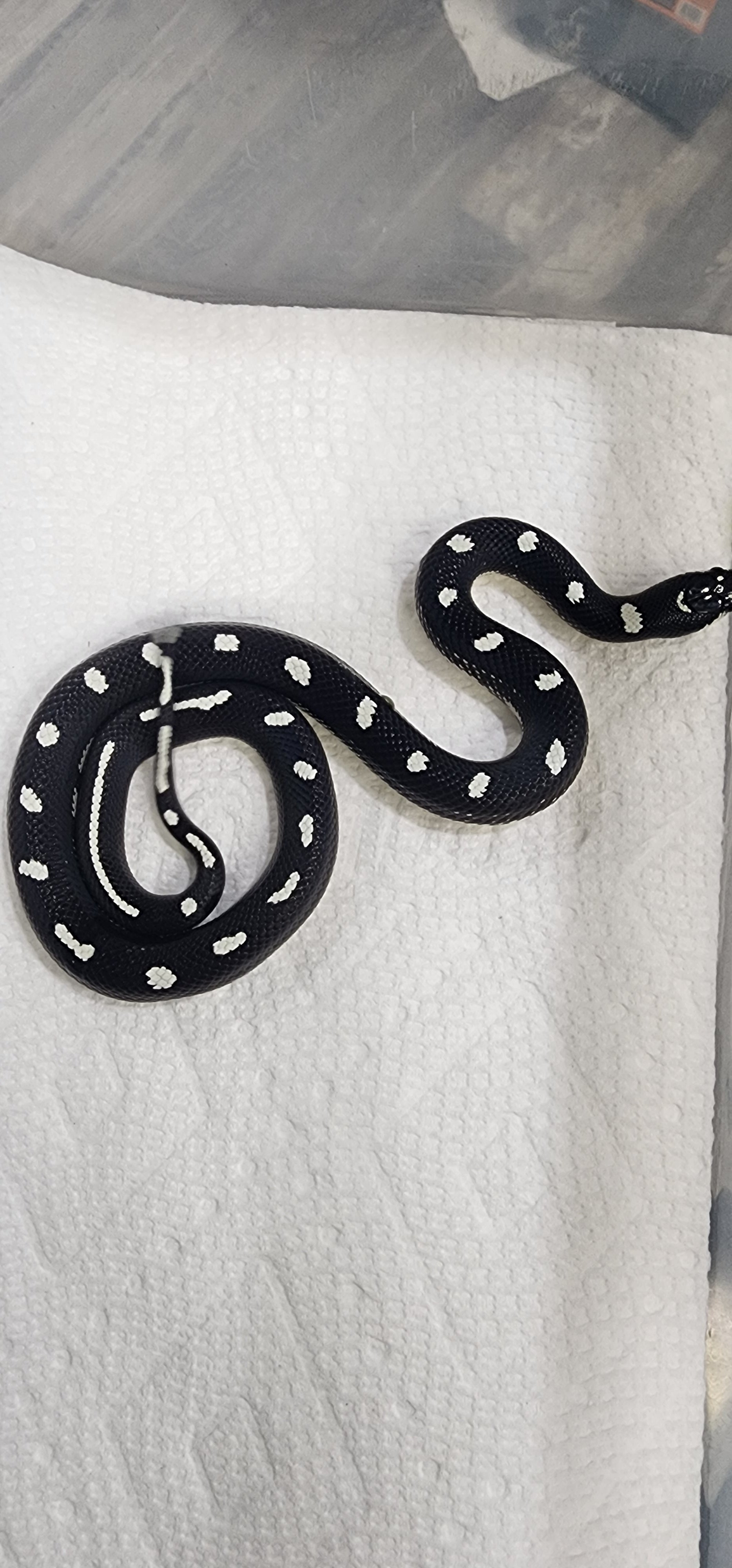 2023 Male California Kingsnake