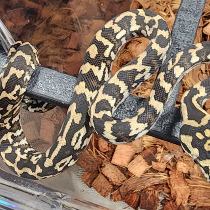 2023 Female Jungle Carpet Python