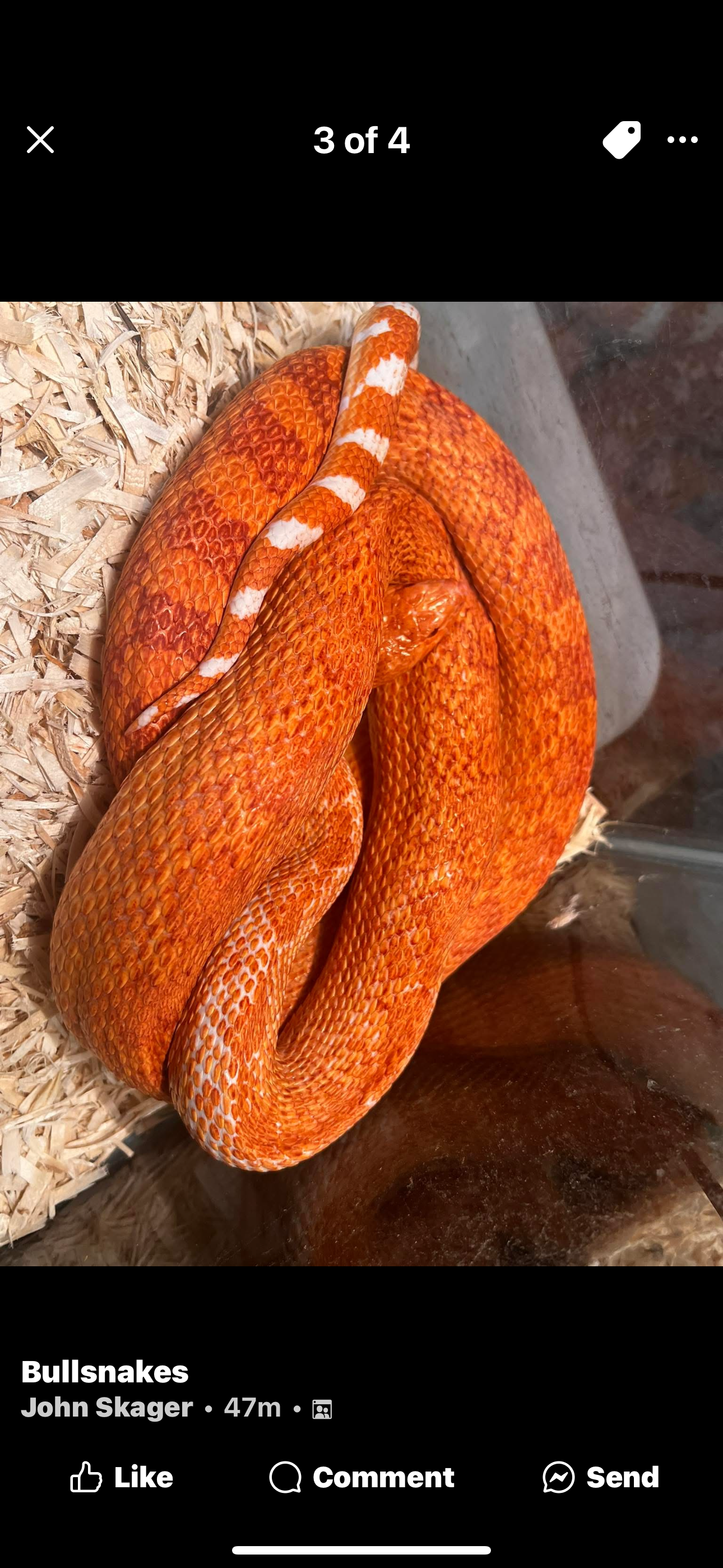 Extrem RED Albino Bullsnakes