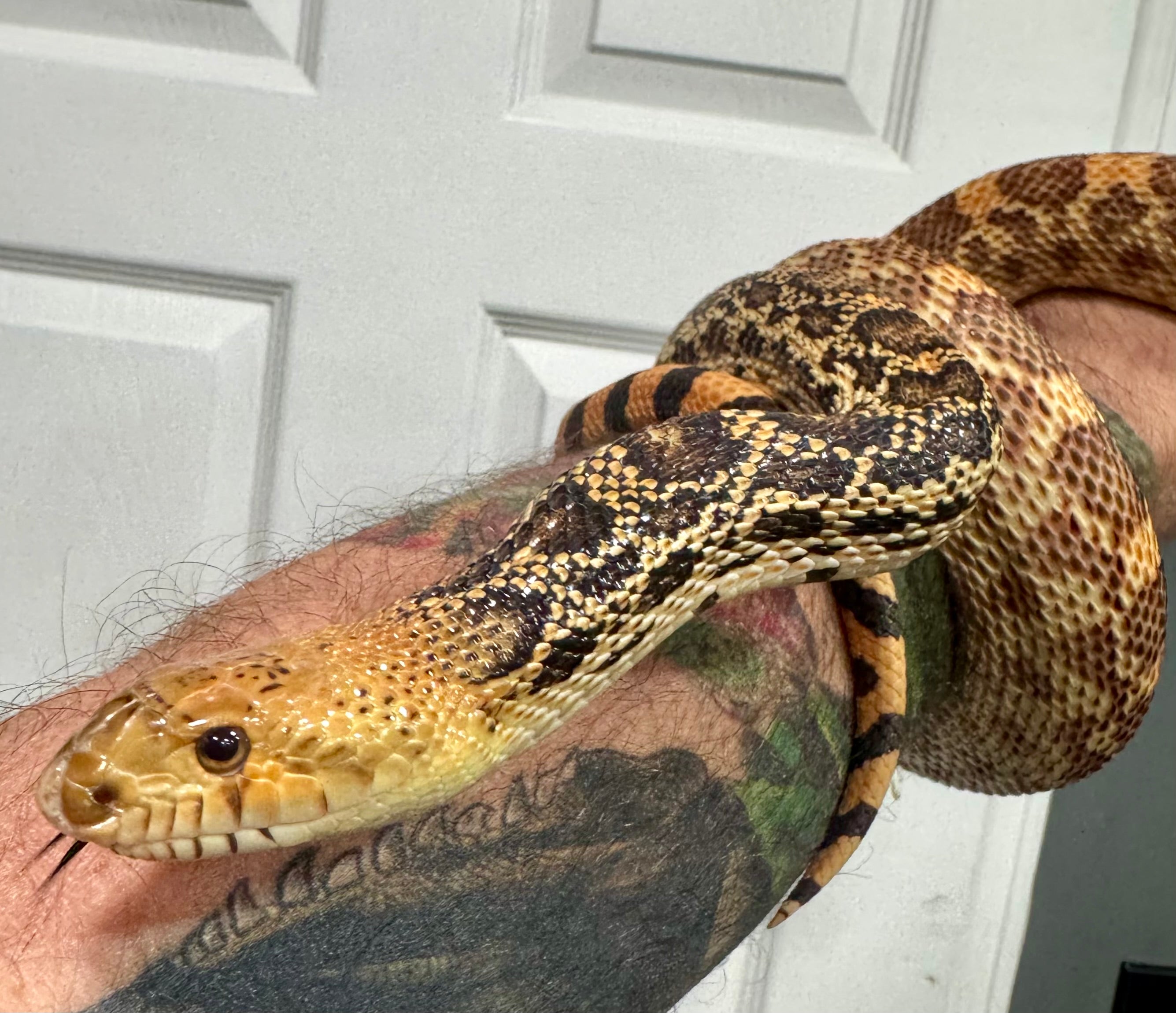 Female Red Tripple Het Bullsnake