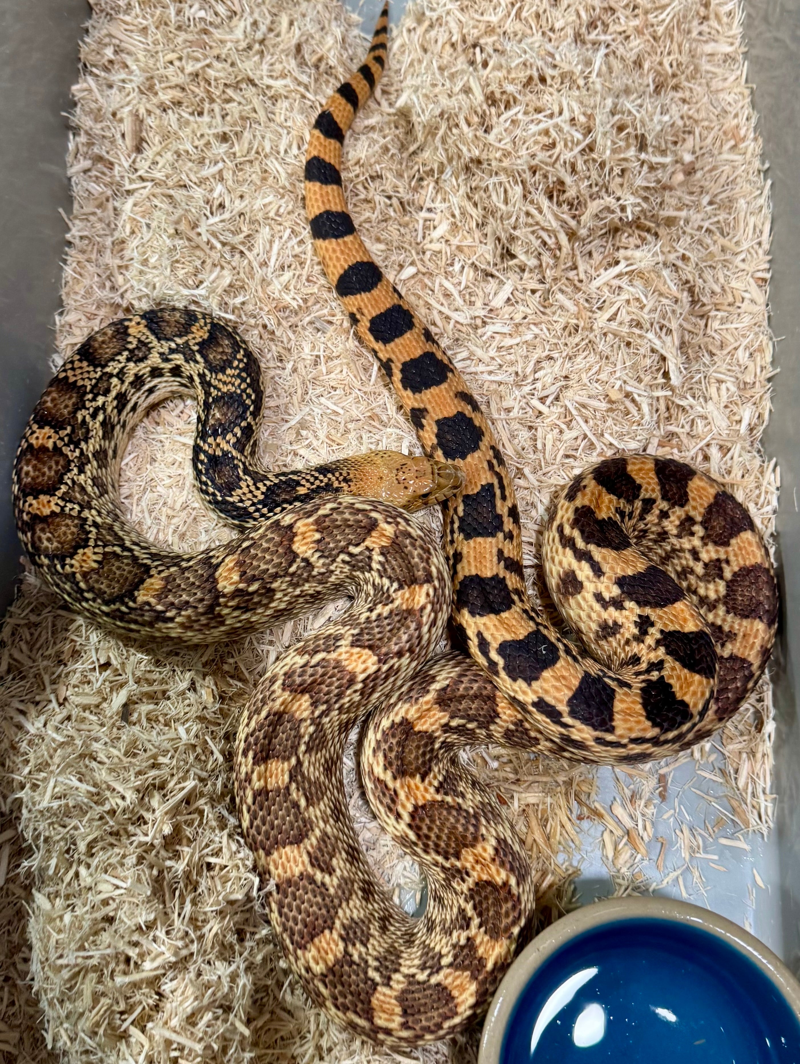 Female Red Tripple Het Bullsnake