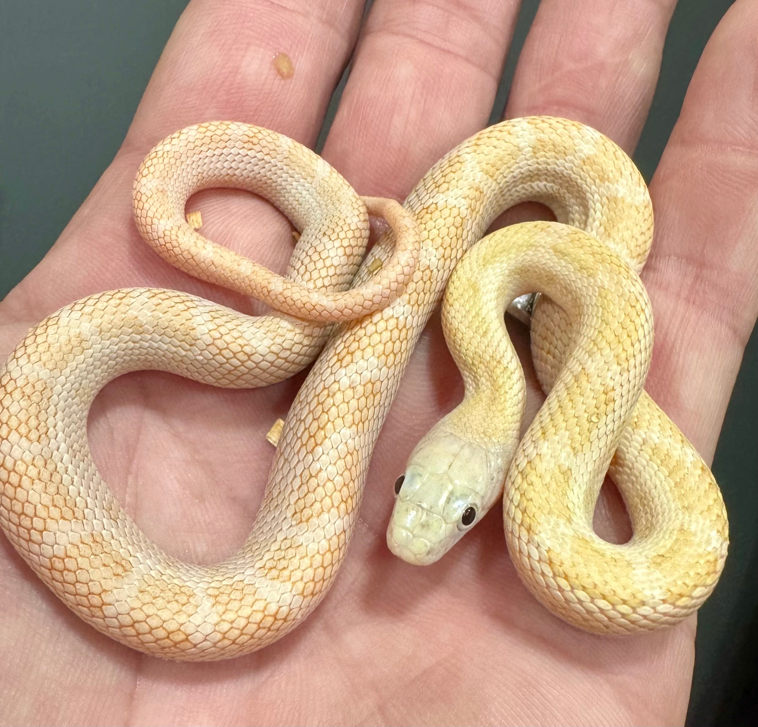 2025 Calico Ratsnakes