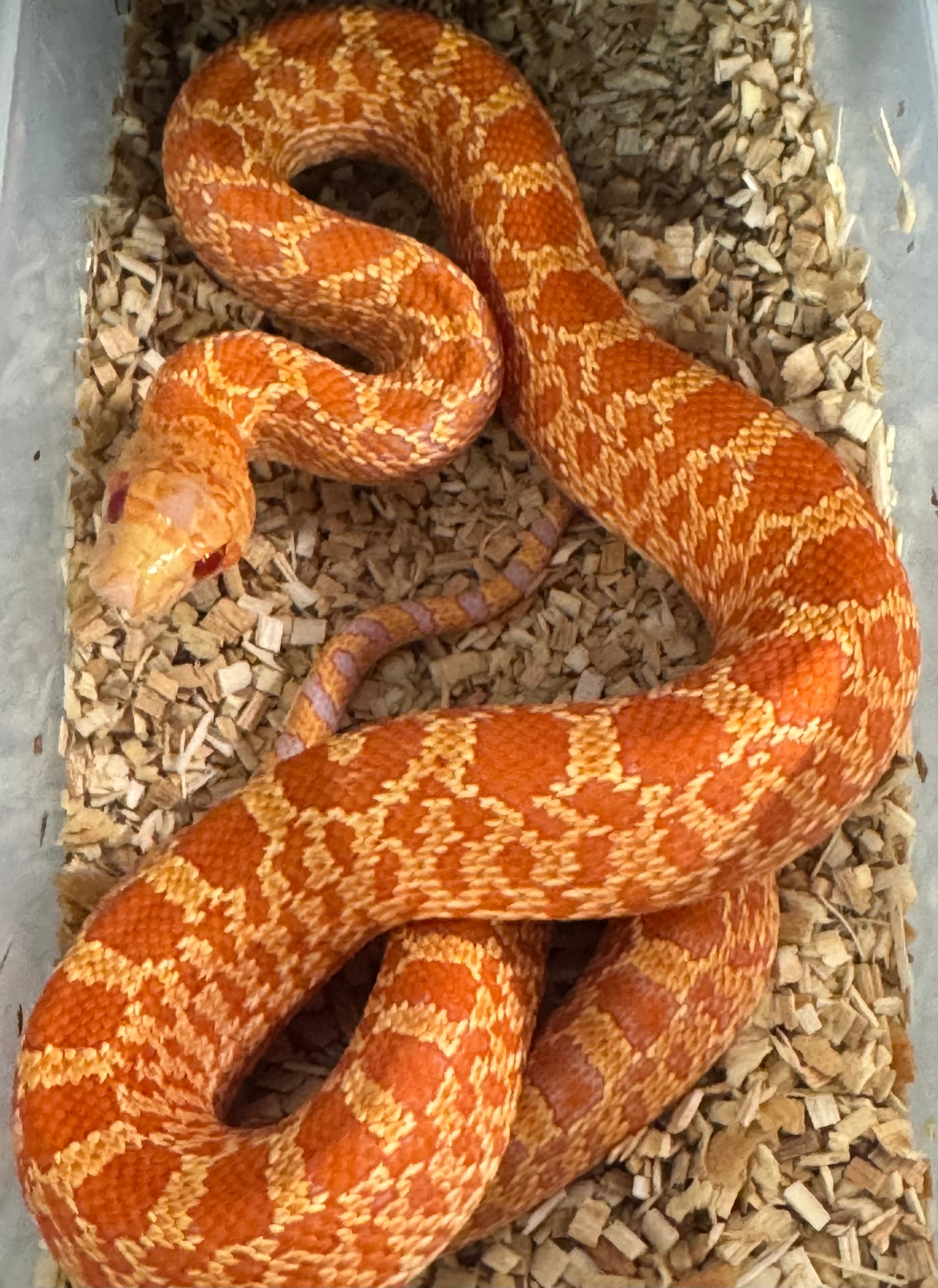 Extrem RED Albino Bullsnakes