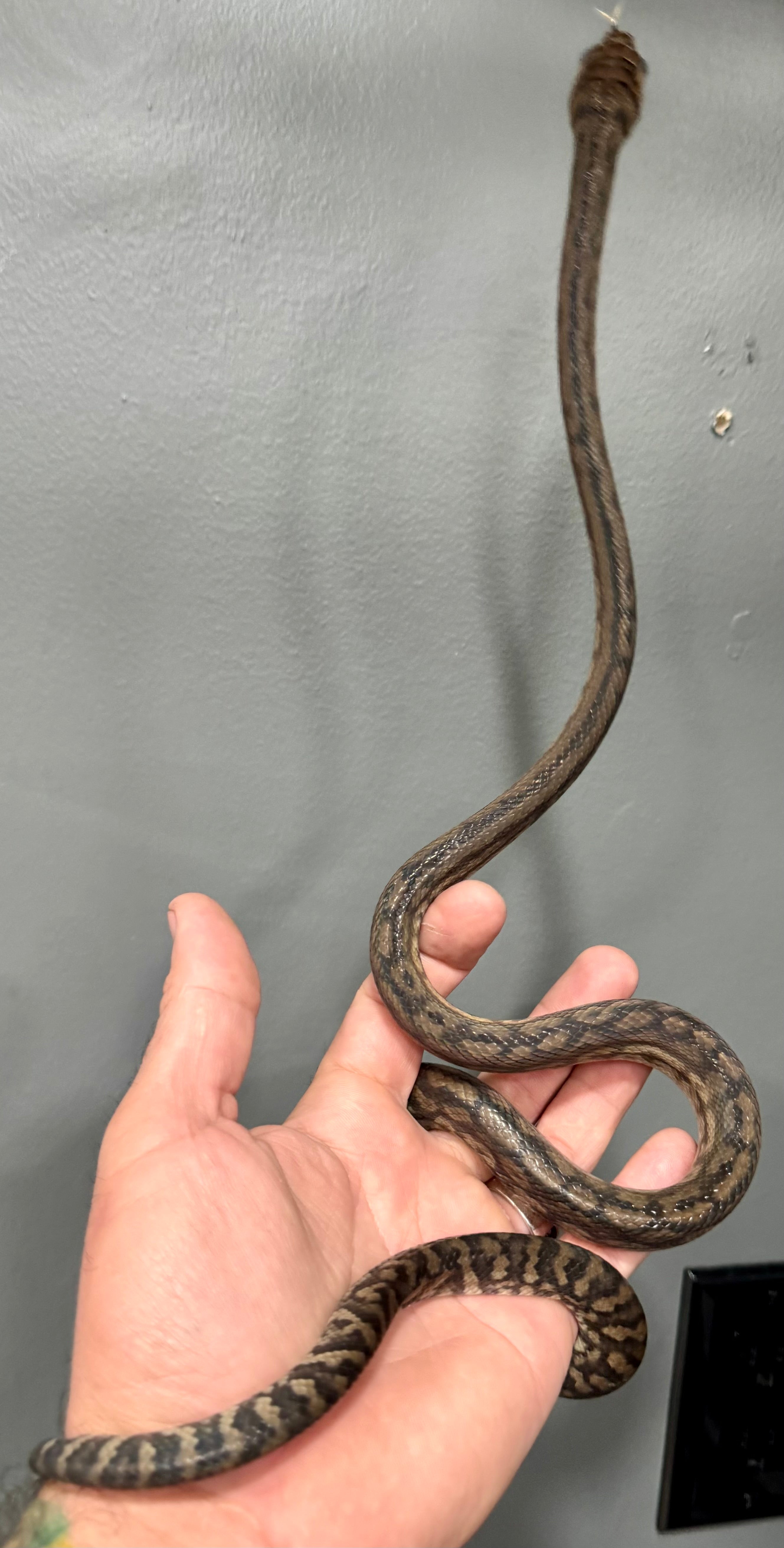 1.1 CB Southern Scrub Pythons