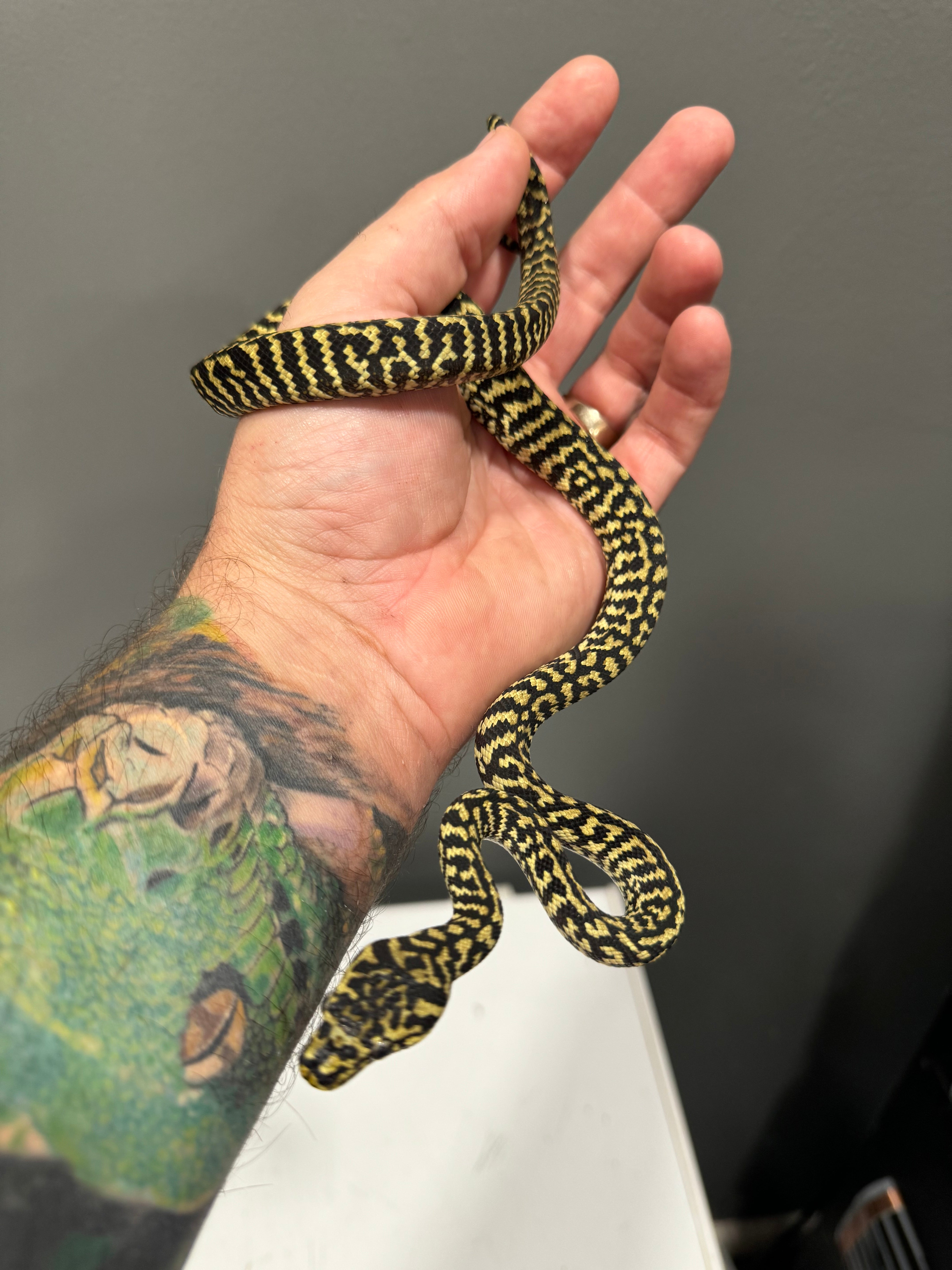 #0001 Zebra Jungle Carpet Python