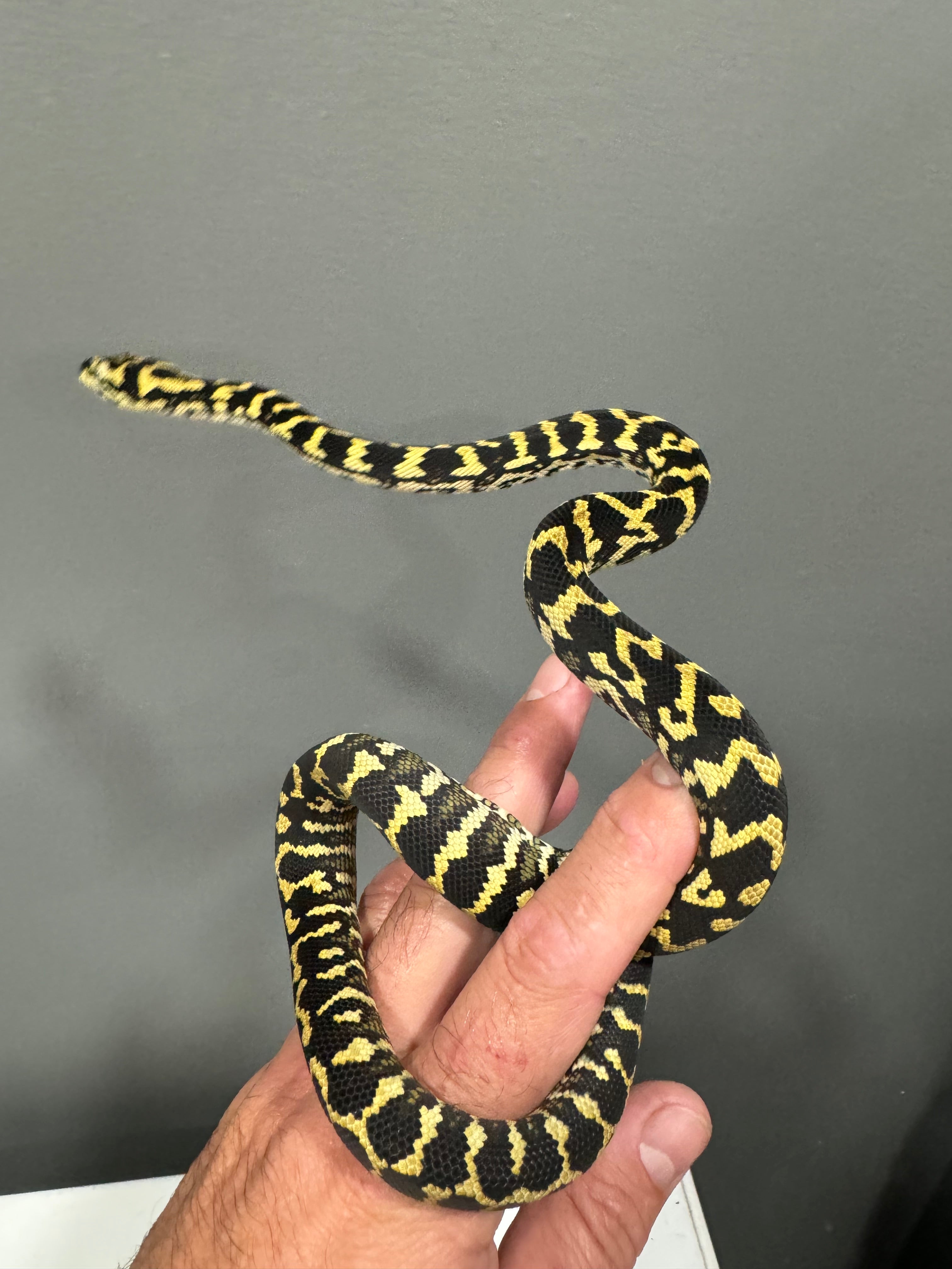 2023 Male Jungle Carpet Python