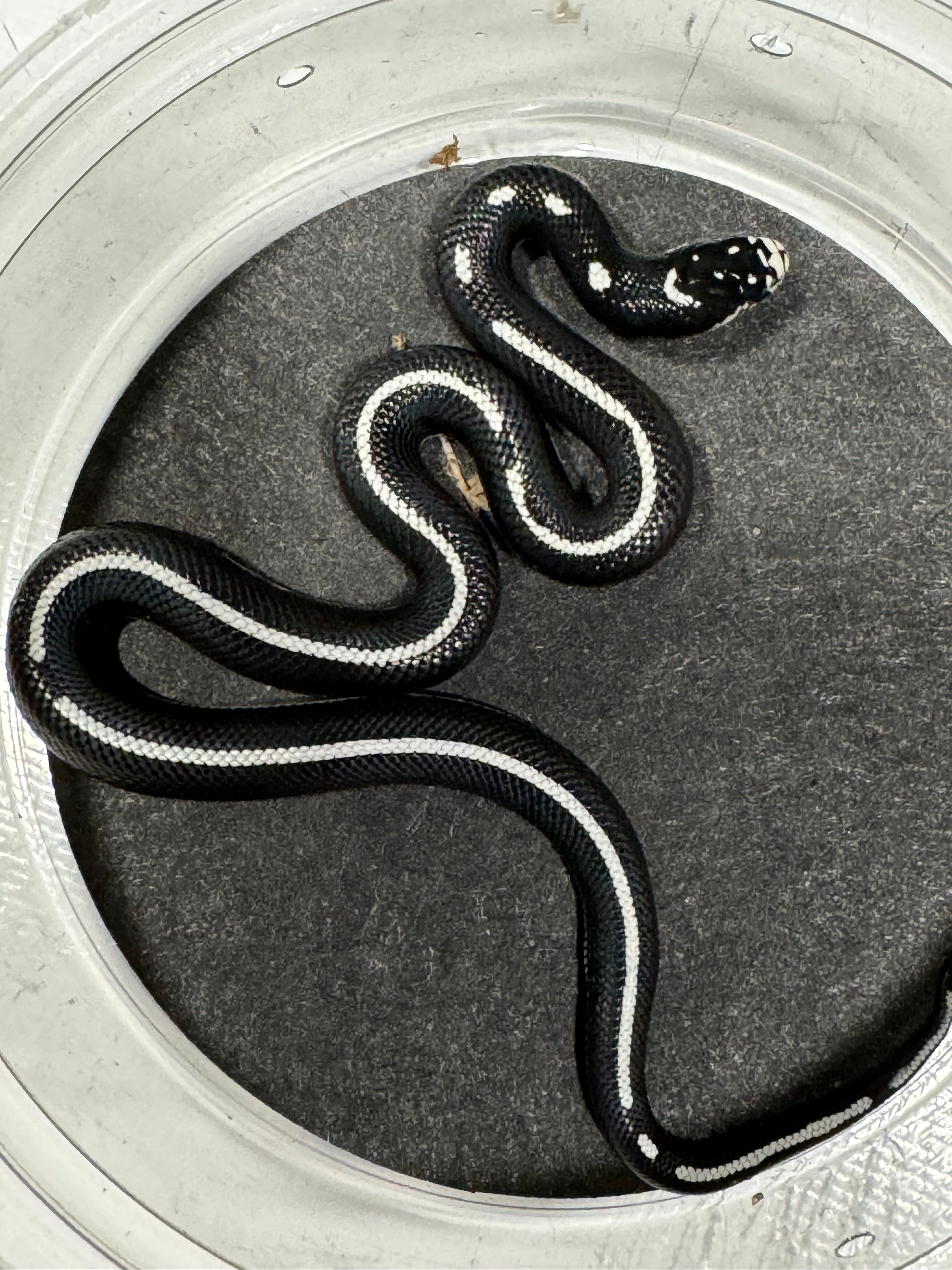 2023 Female California Kingsnake