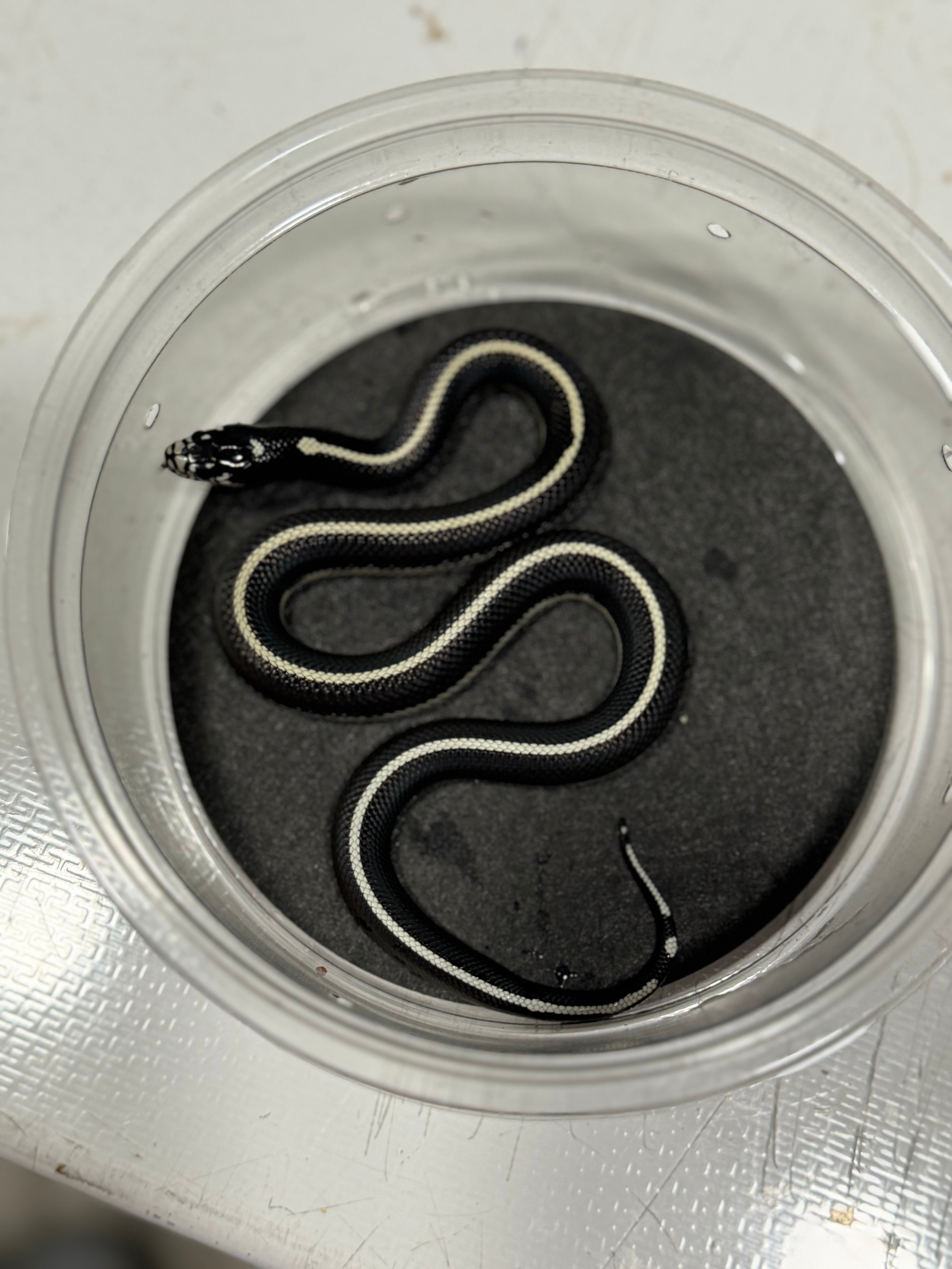 2023 Female California Kingsnake