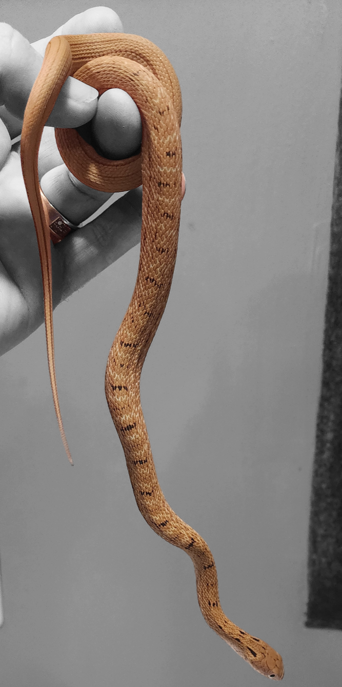 2023 King Ratsnakes