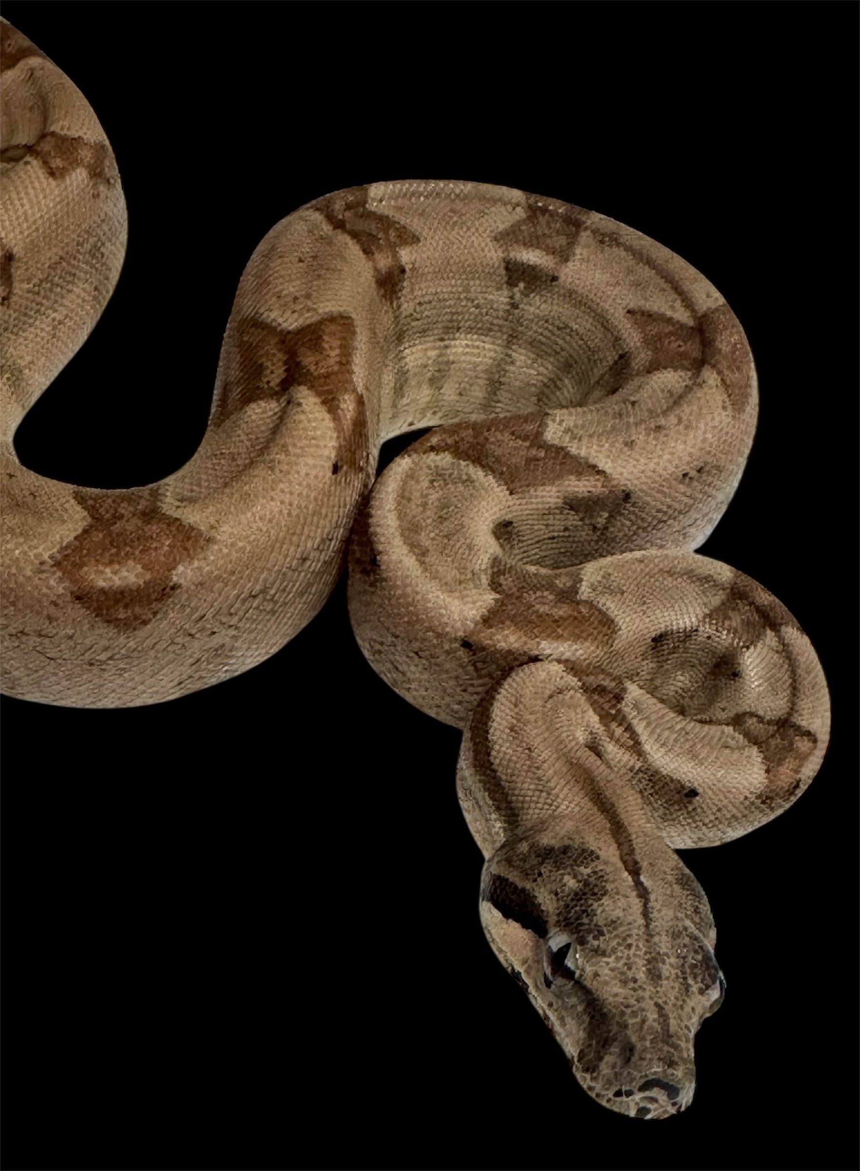 Genetic Powerhouse Pair!