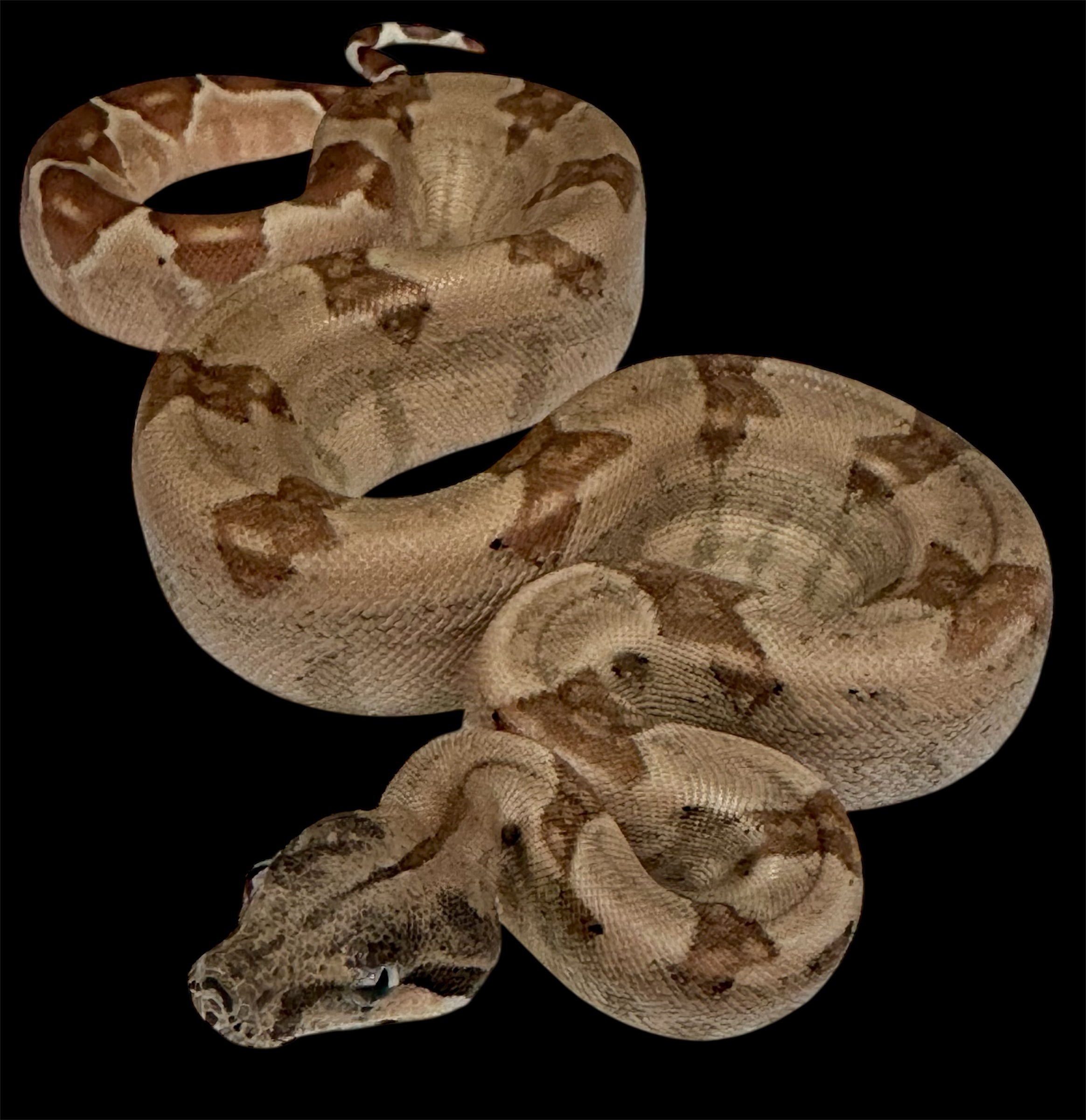 Genetic Powerhouse Pair!