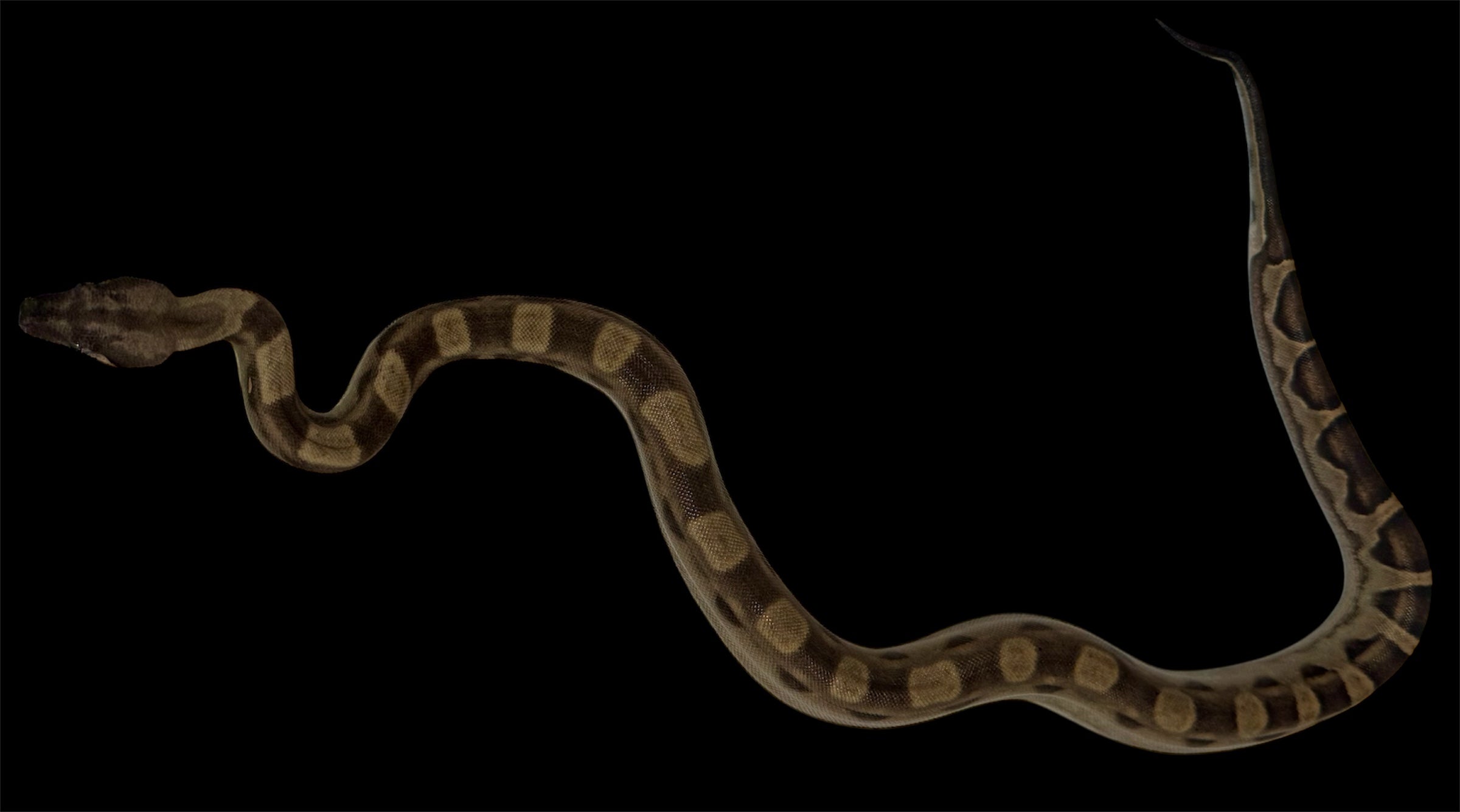 Genetic Powerhouse Pair!