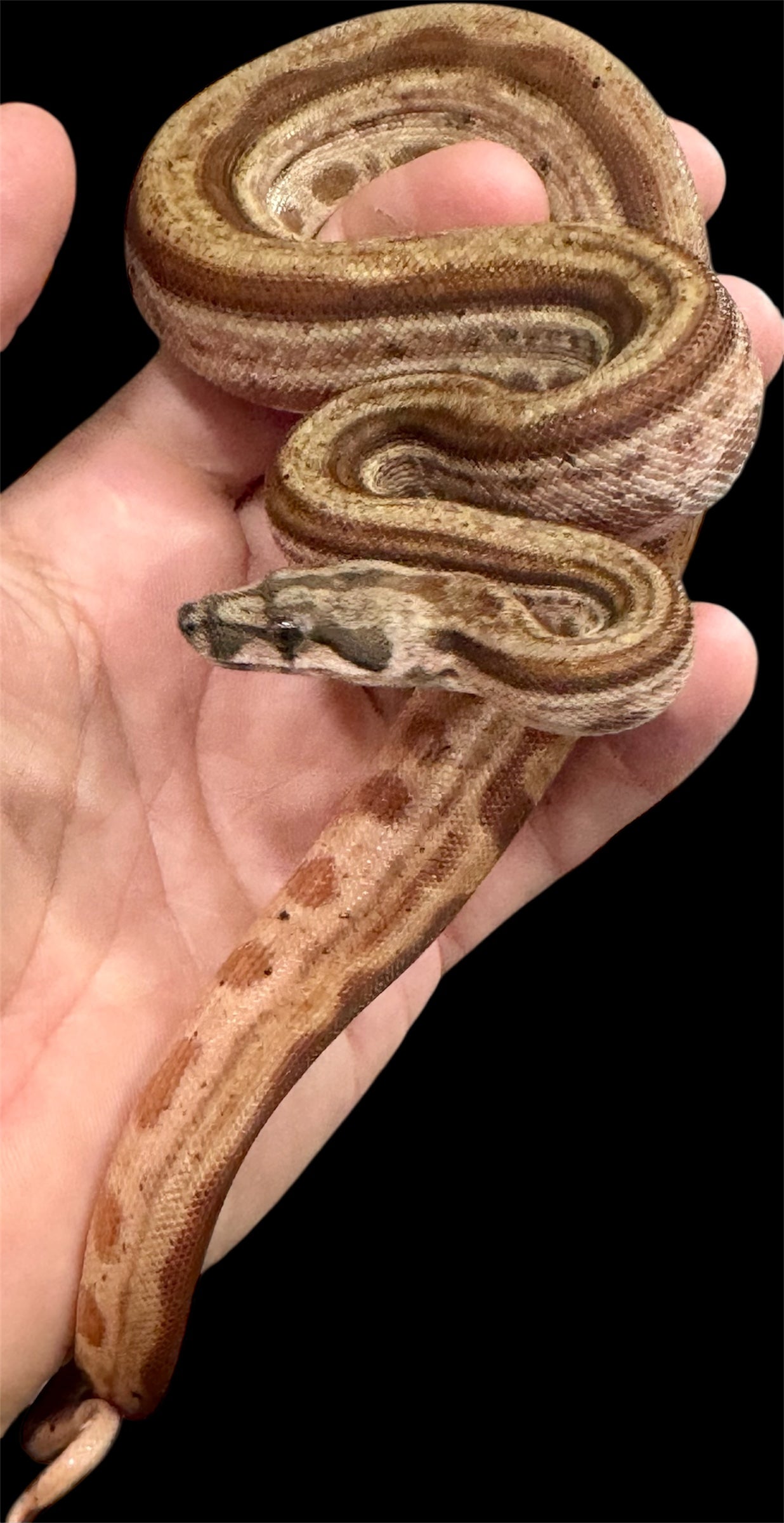 Hypo Motley Het Leopard