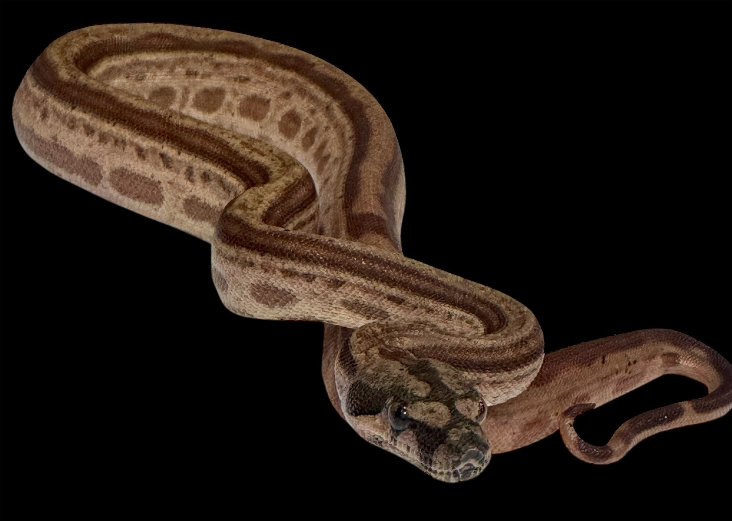 Hypo Motley Het Leopard