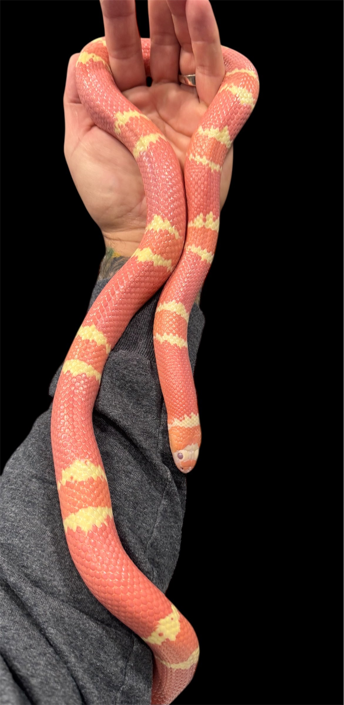 1.1 Breeder Tangerine Albino Honduran Milk Snakes.