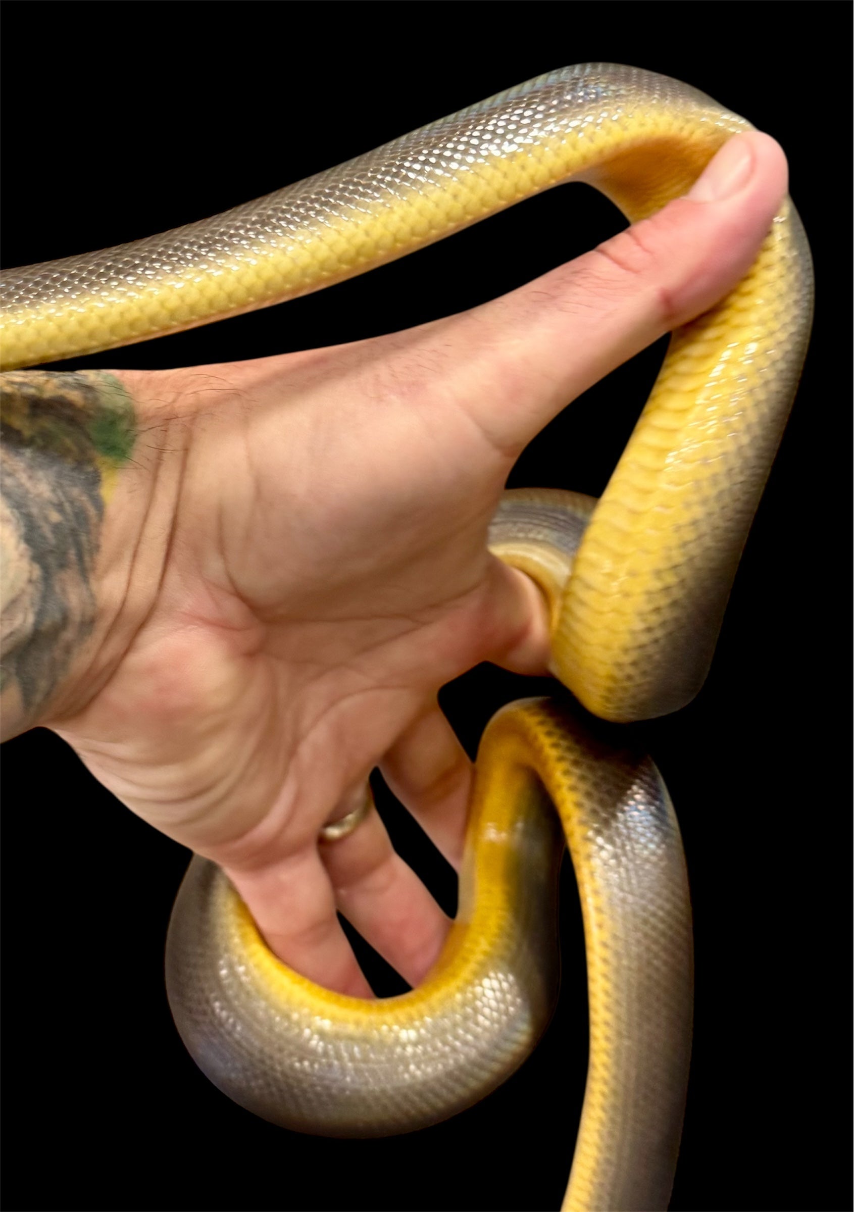2023 Holdback Australian Water Python