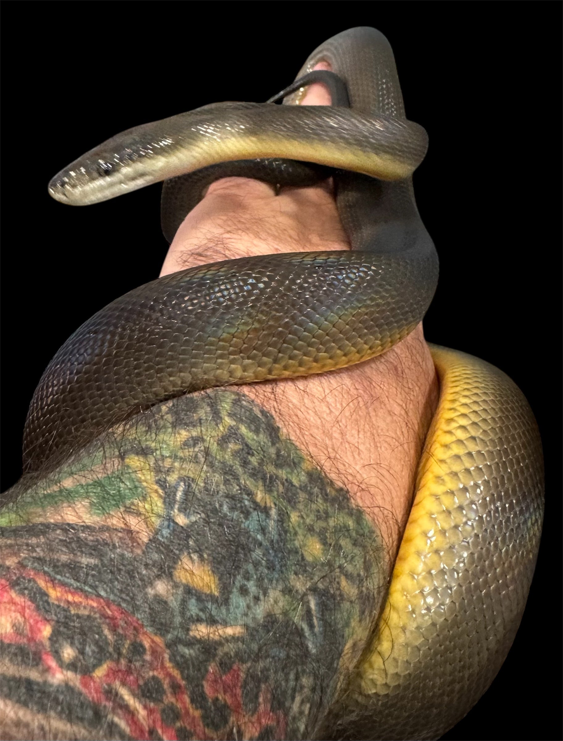 2023 Holdback Australian Water Python